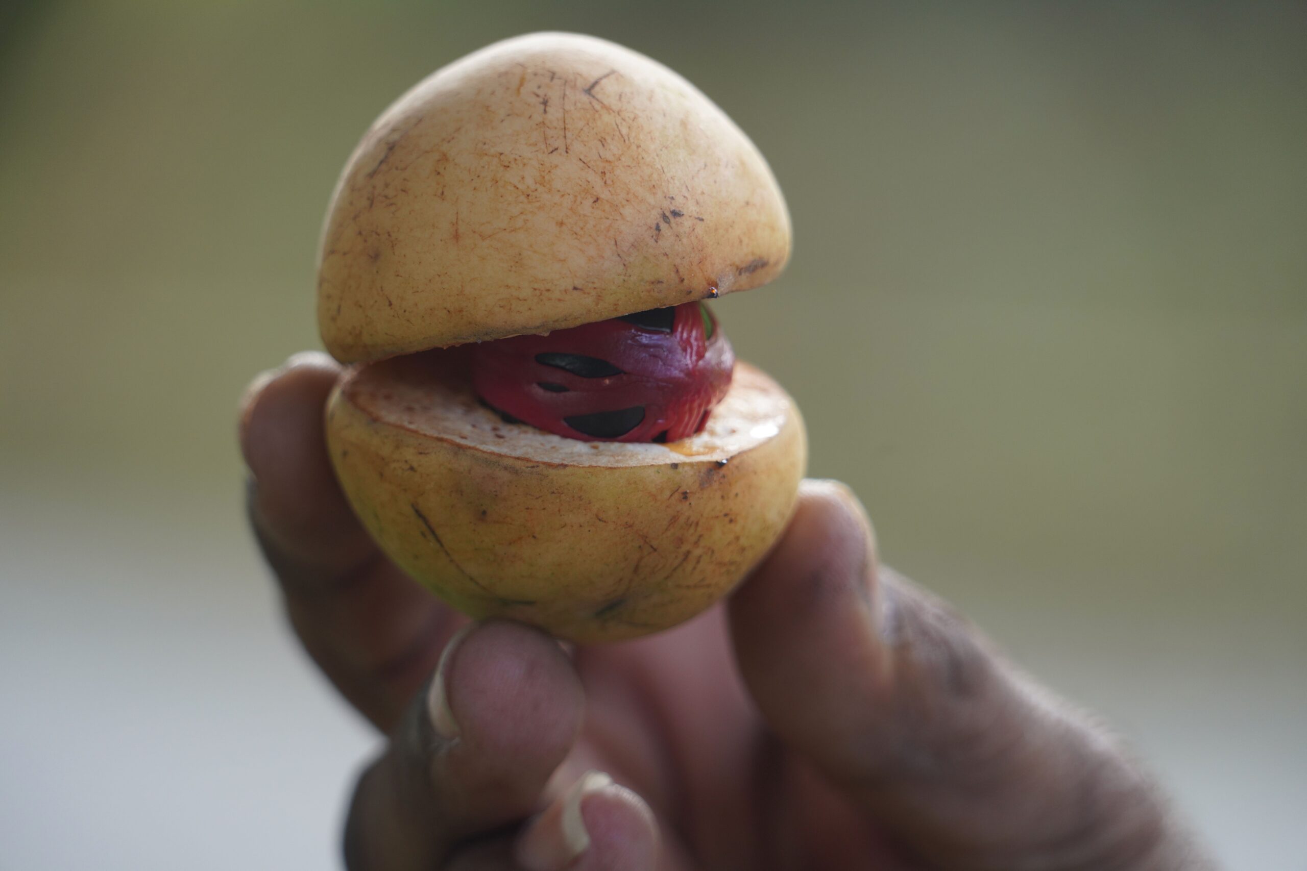 Unprocessed Grenadian nutmeg in its shell