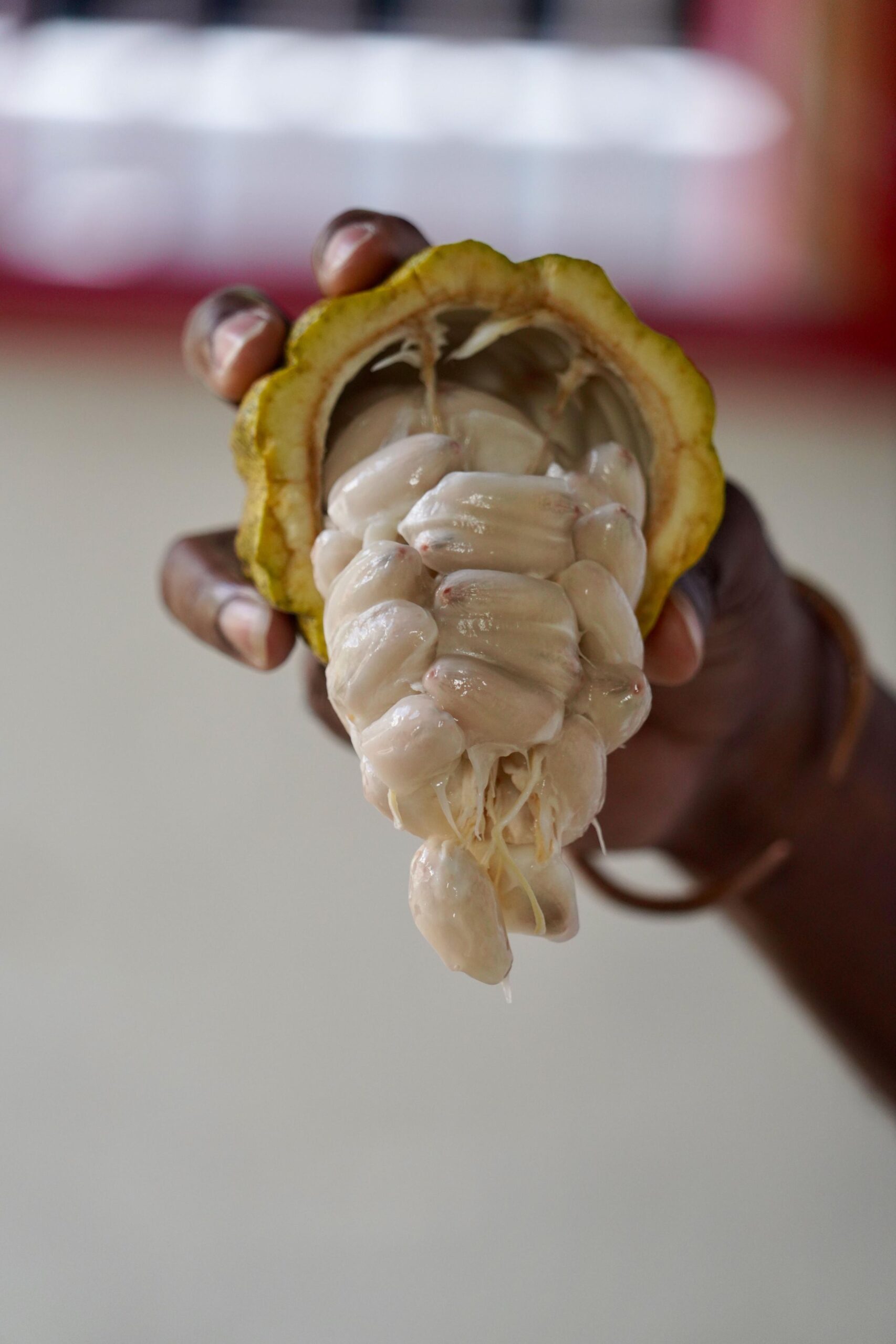 Raw chocolate beans at Belmont Estate