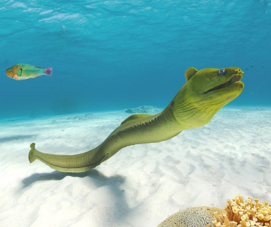Green moray eel