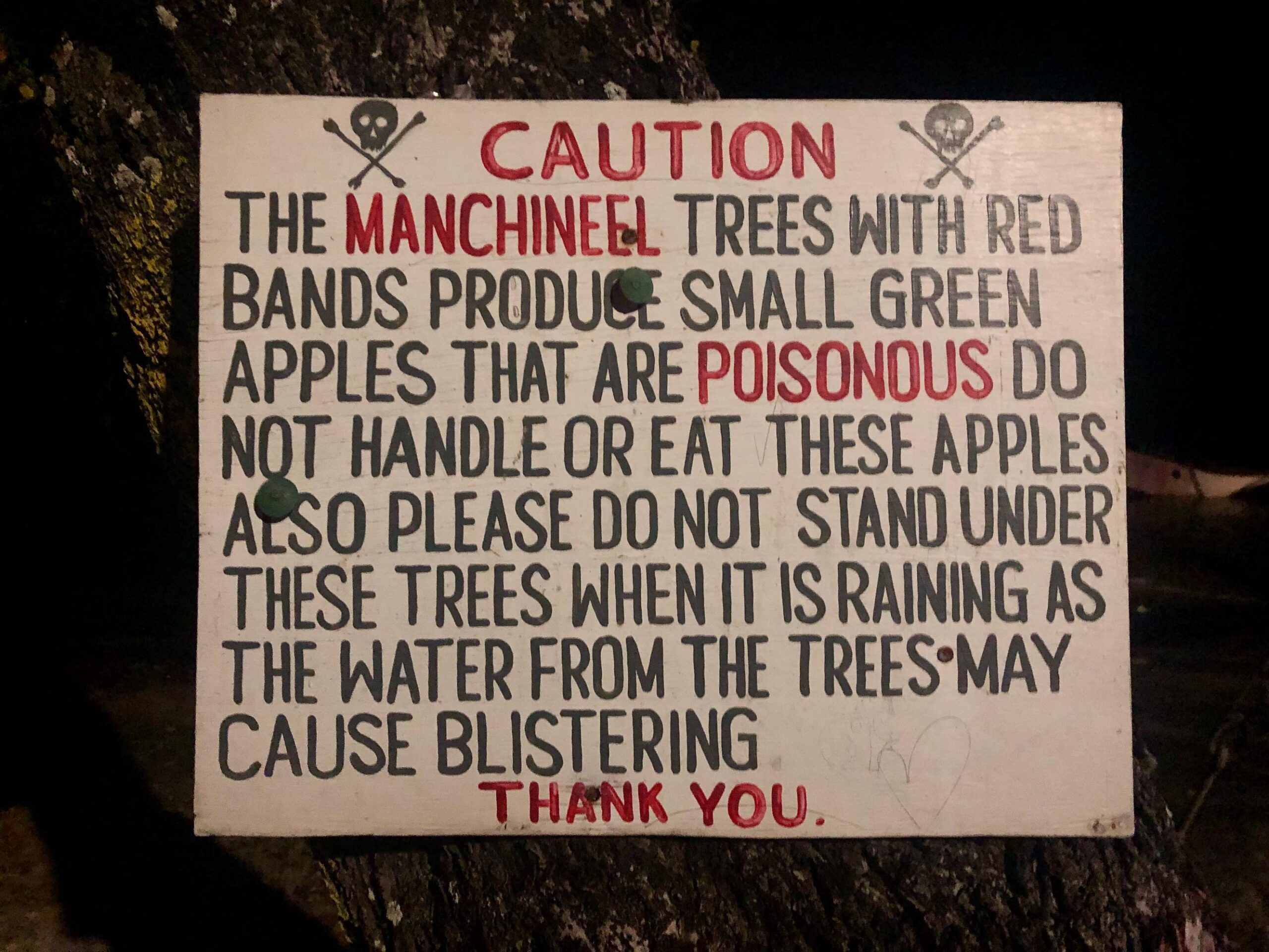 Manchineel Tree Cariacou