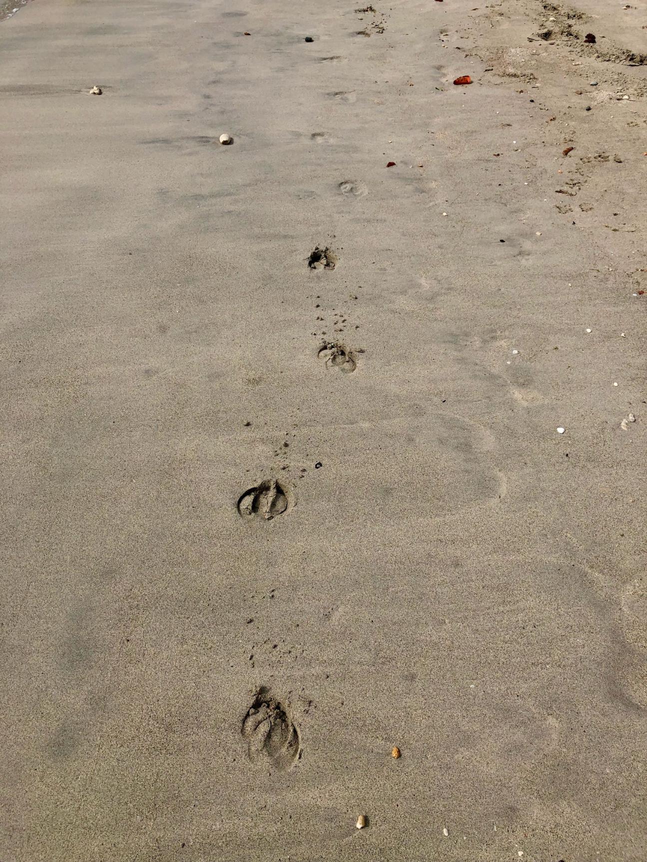 Tyrell Bay Carriacou