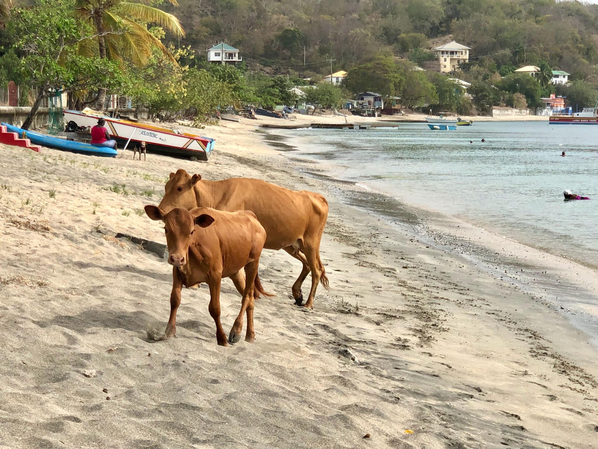 Tyrell Bay Carriacou