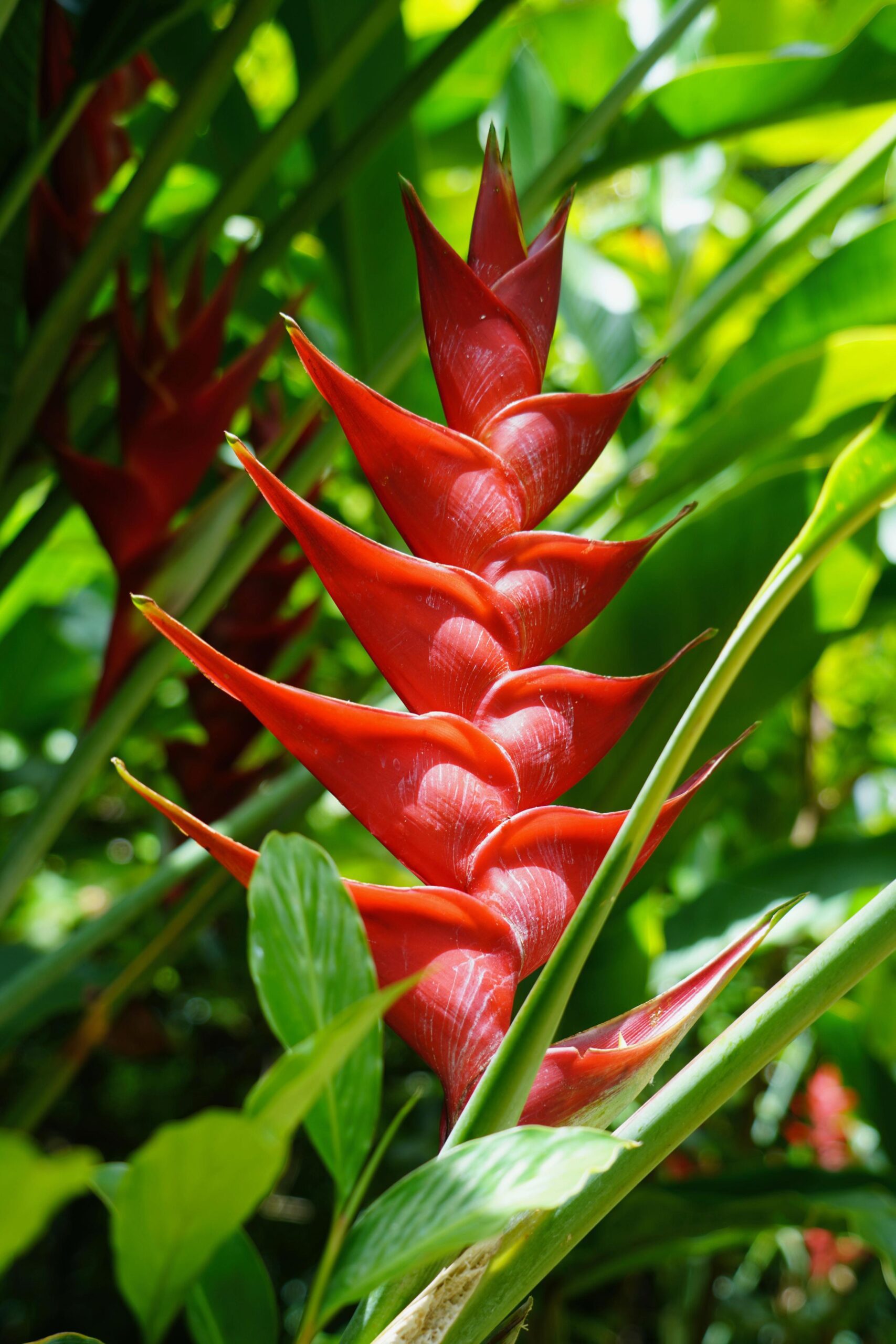 Diamond Botanical Garden St. Lucia