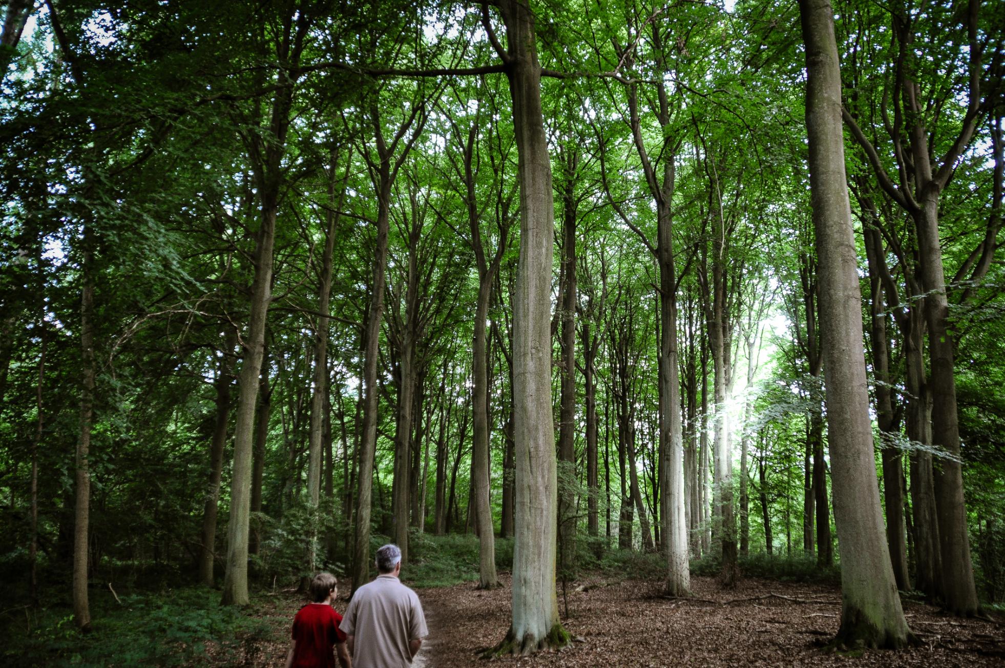 Loonbeek near Huldenberg Belgium