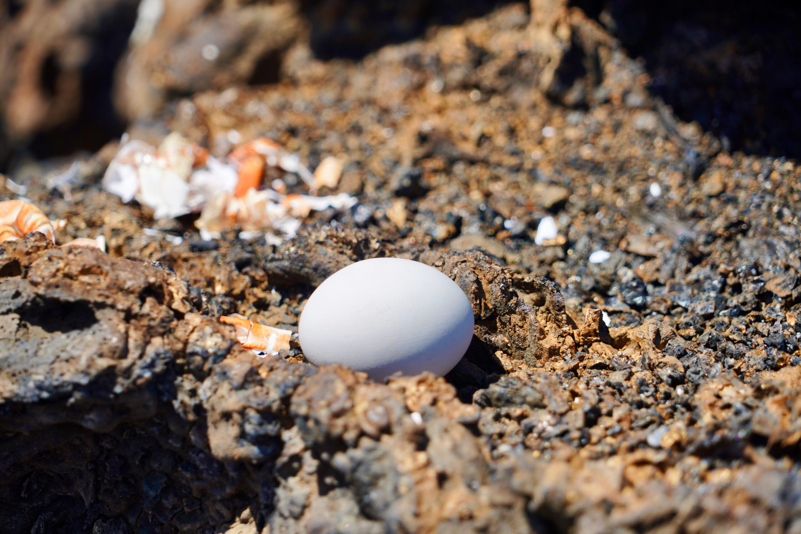 Isabela Island, Galapagos