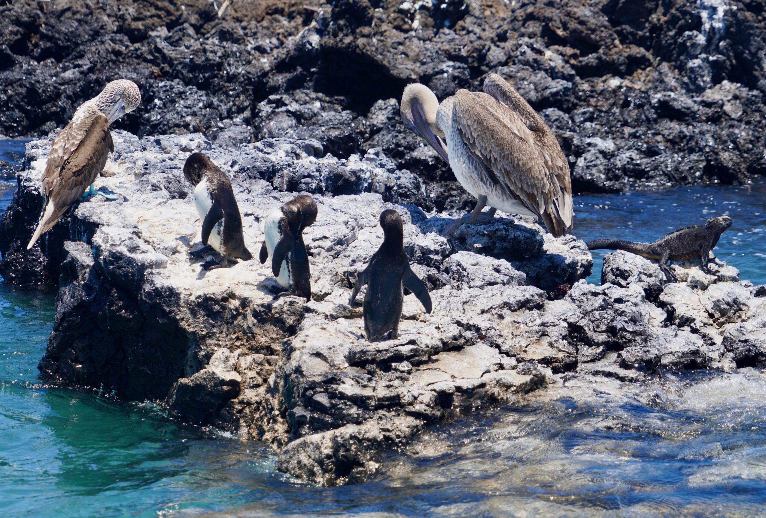 Isabela Island, Galapagos