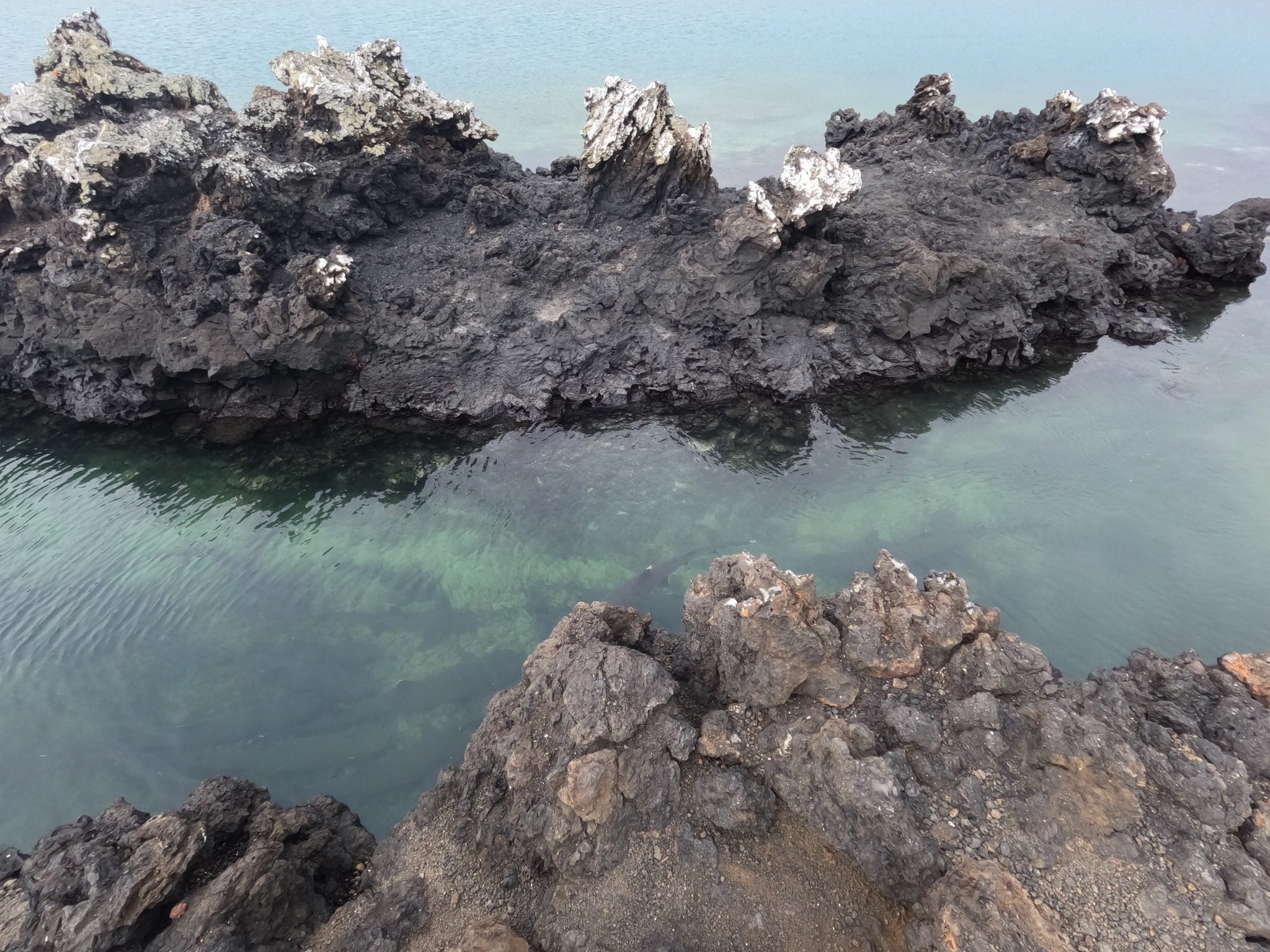 Isabela Island, Galapagos