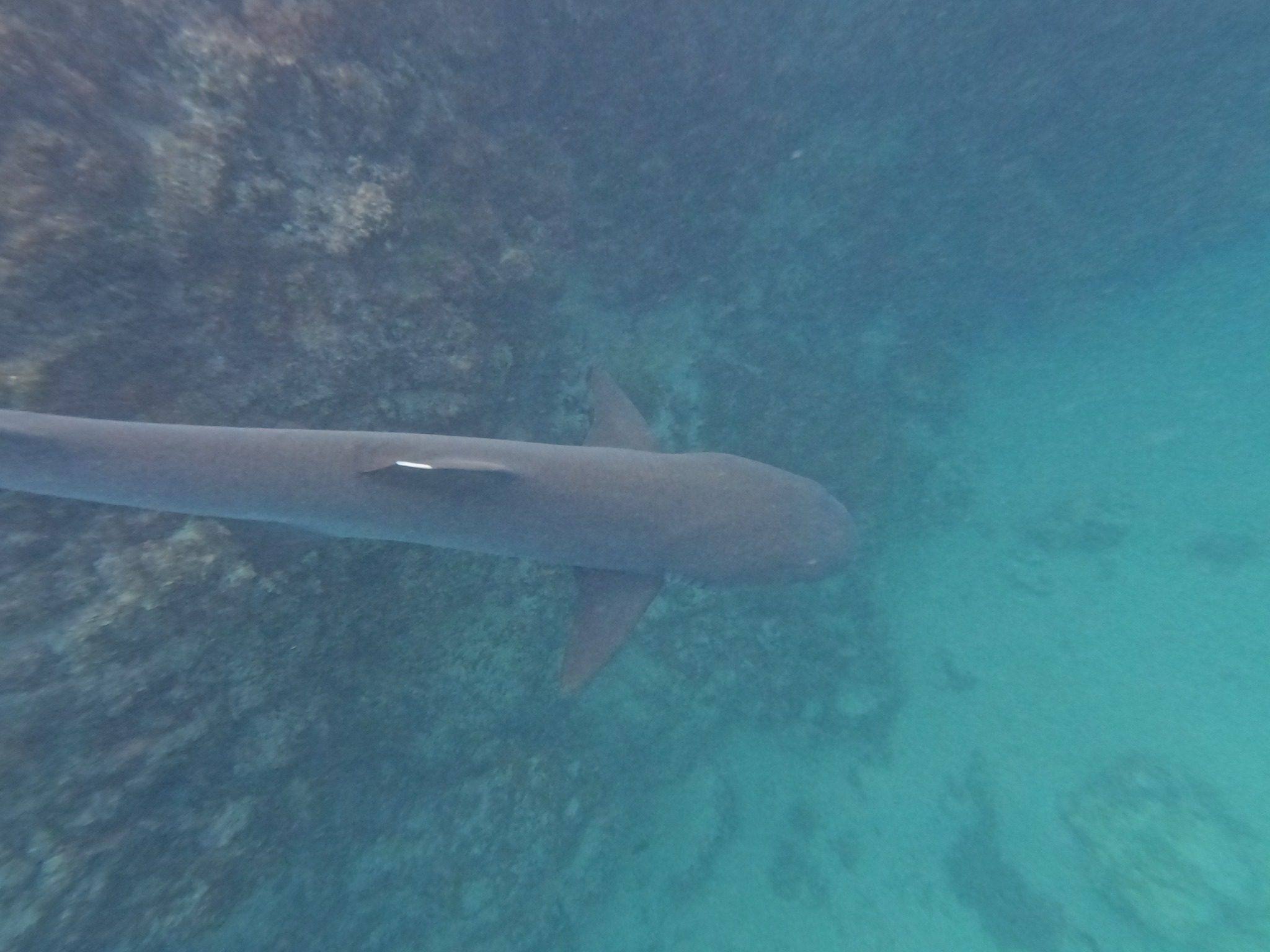 Isabela Island, Galapagos 