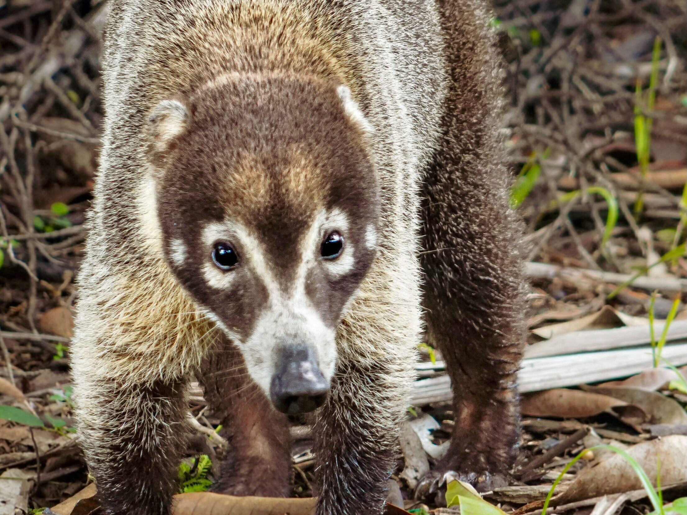 A coati in San Lorenzo National Park, Colon, Panama