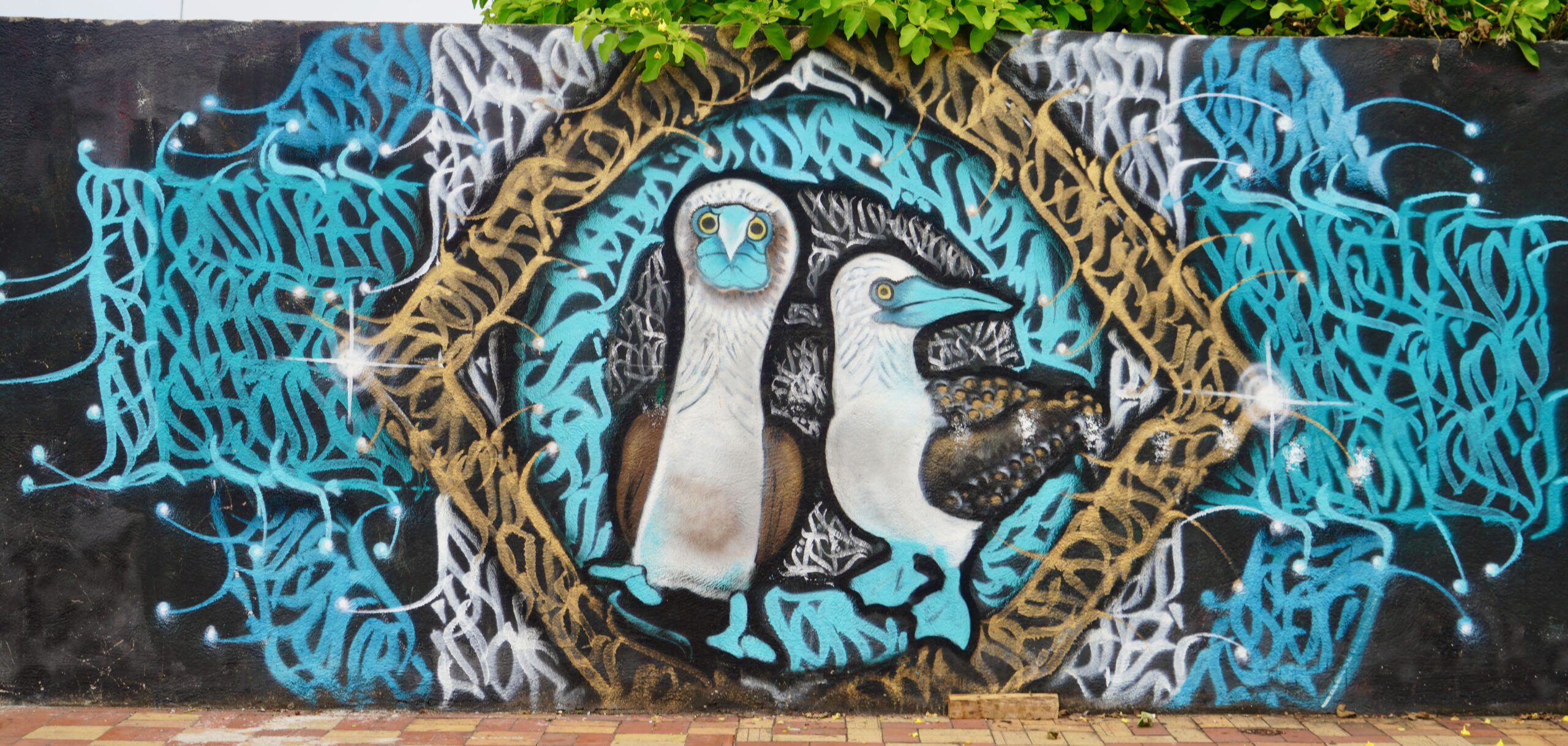 Santa Cruz. Galapagos