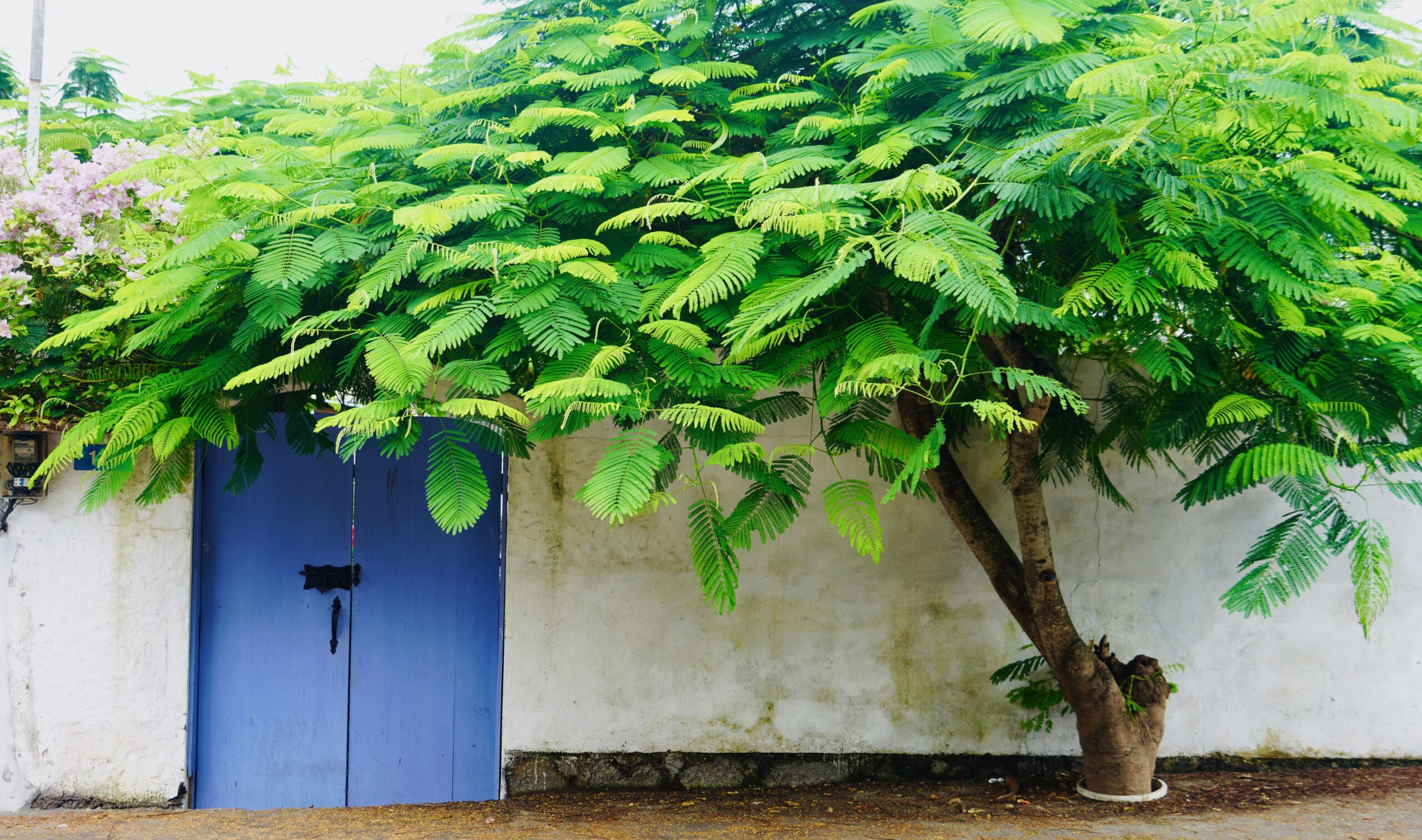 Santa Cruz. Galapagos