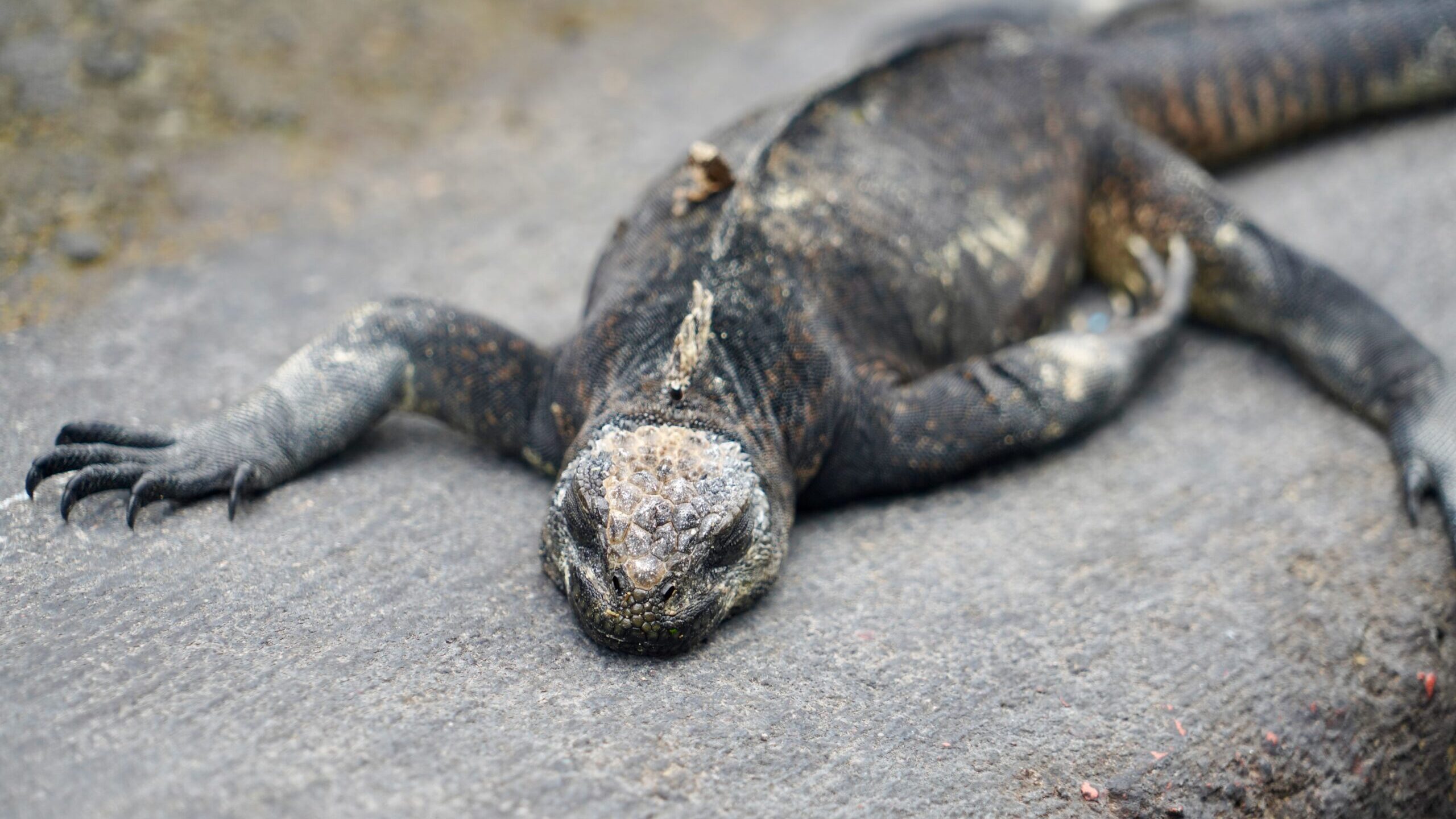 Santa Cruz. Galapagos