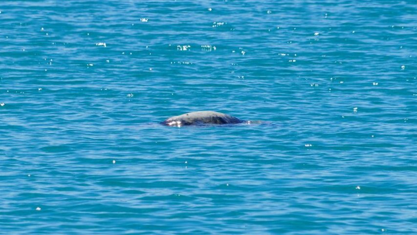 Isabela Island, Galapagos
