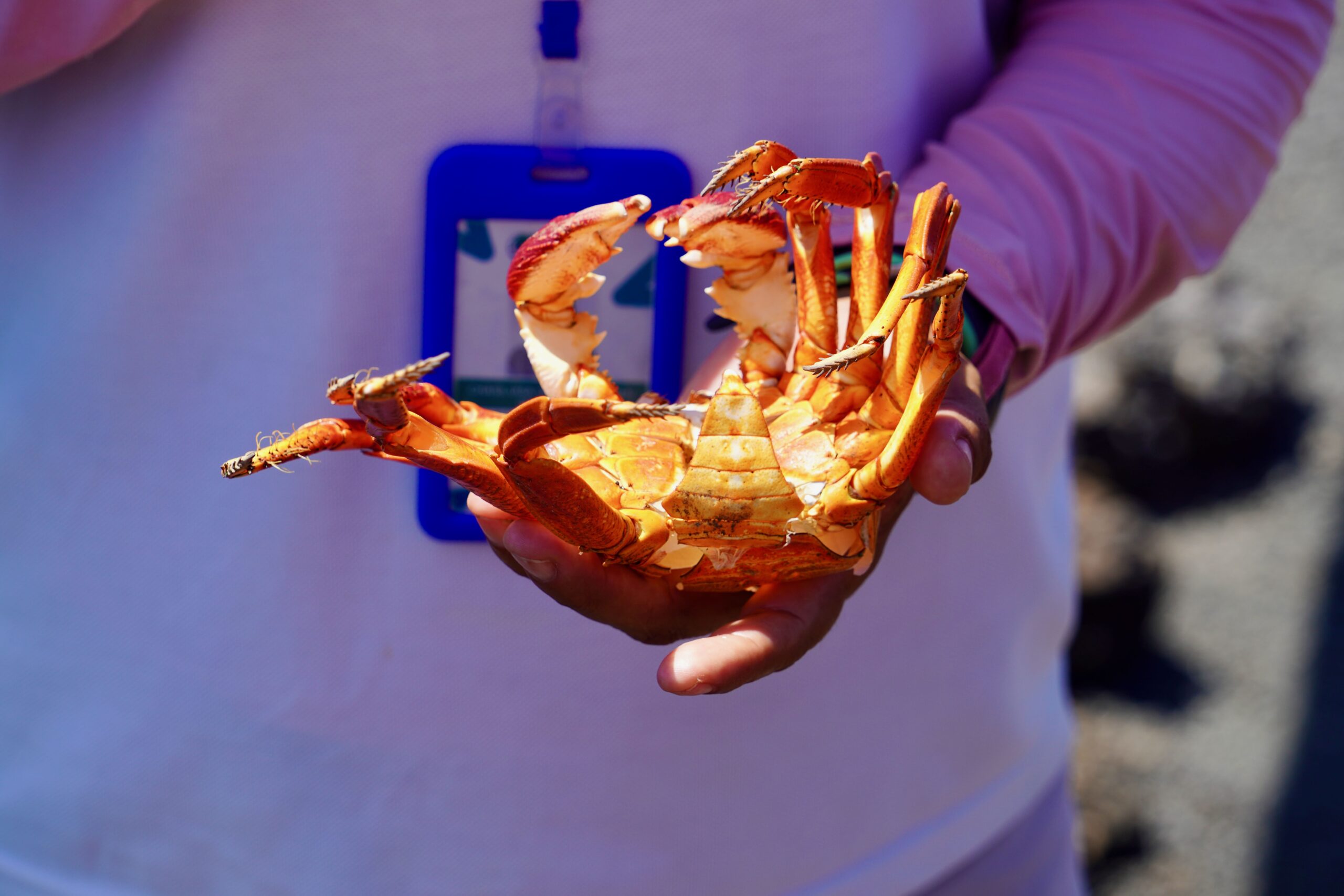 Isabela Island, Galapagos