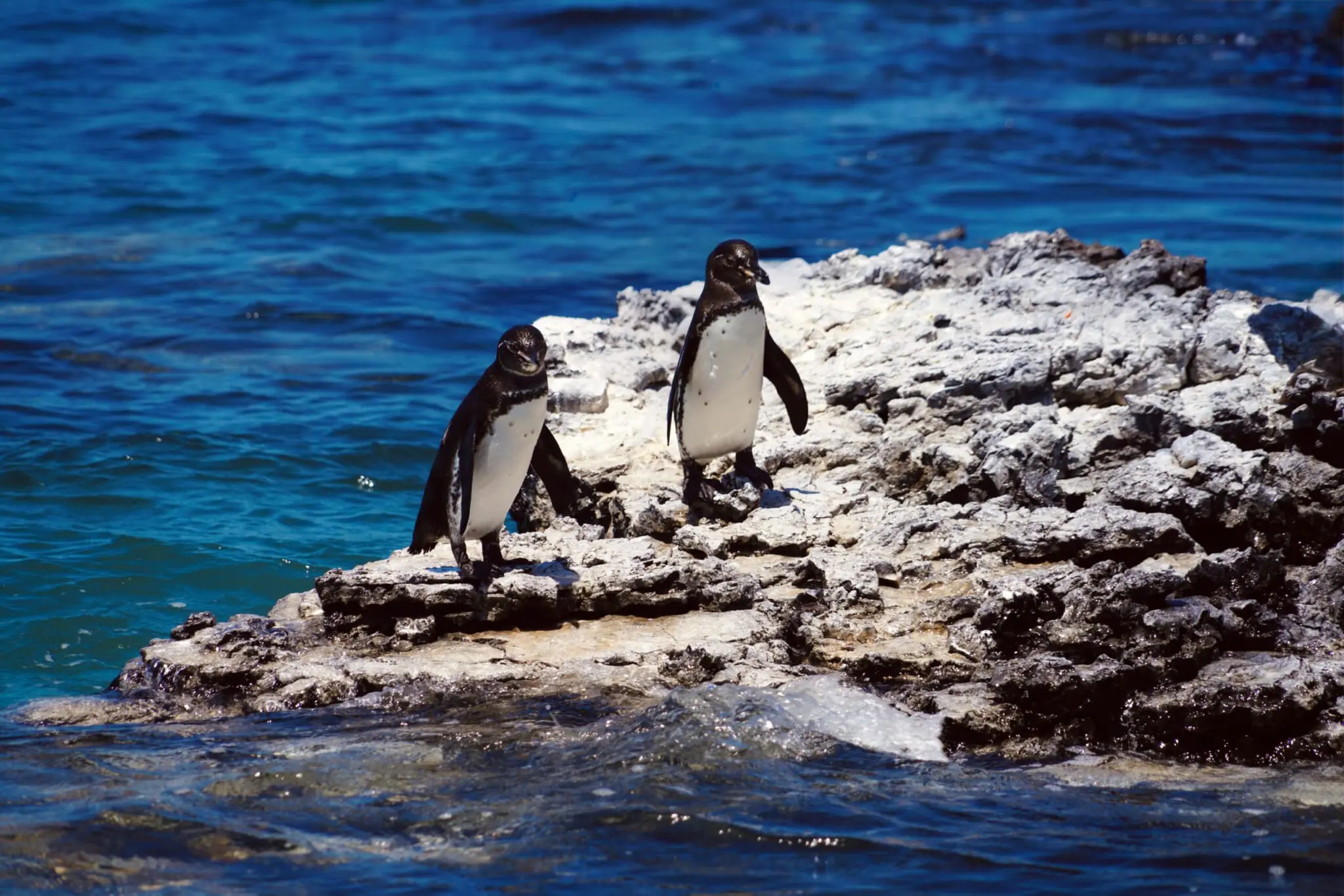 Isabela Island, Galapagos
