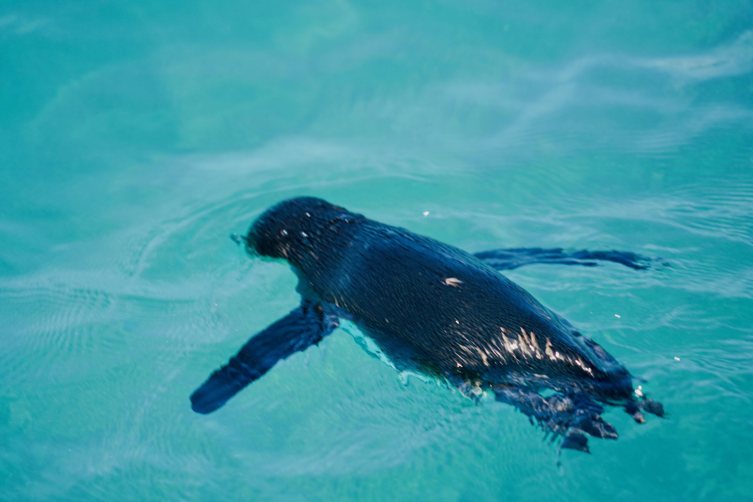 Isabela Island, Galapagos