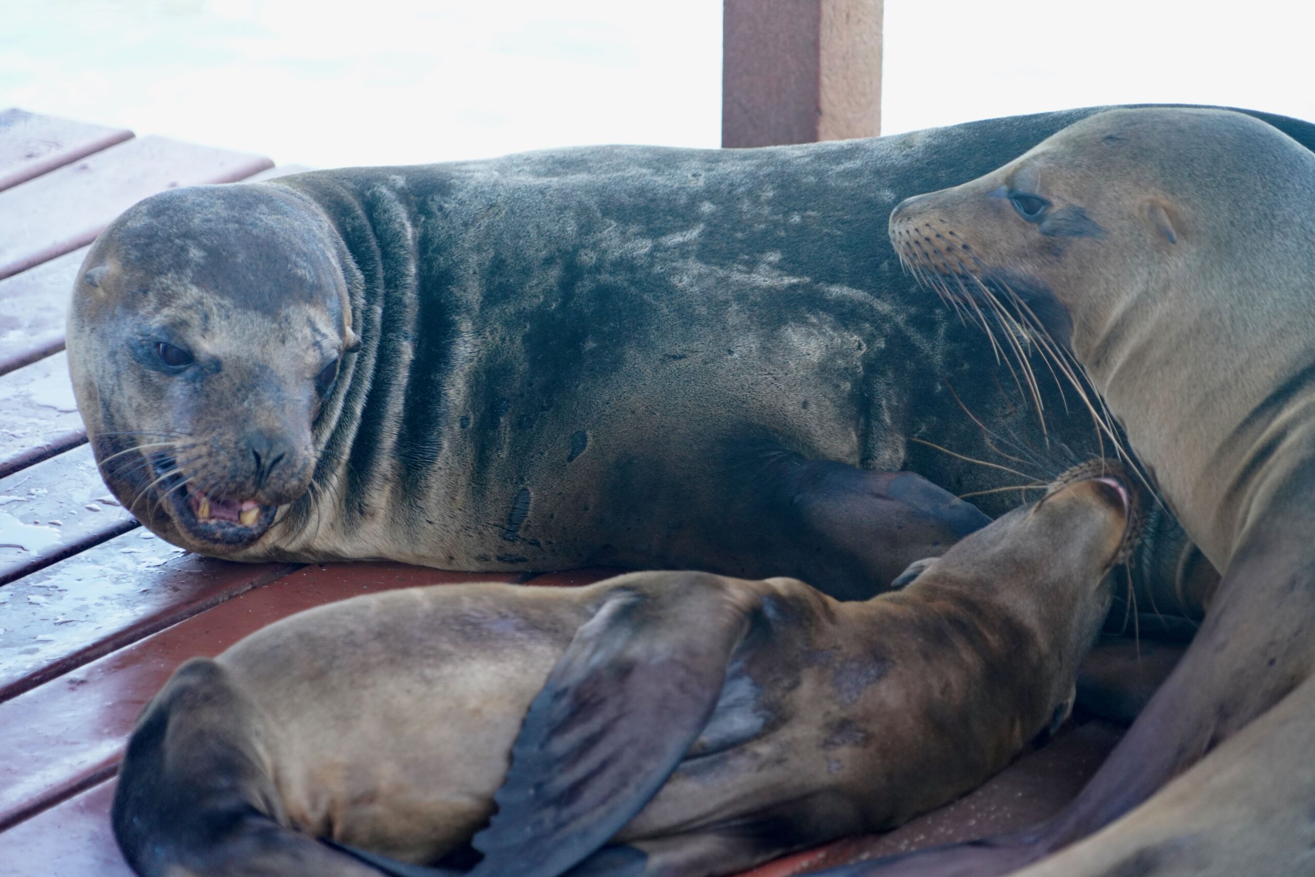 Isabela Island, Galapagos