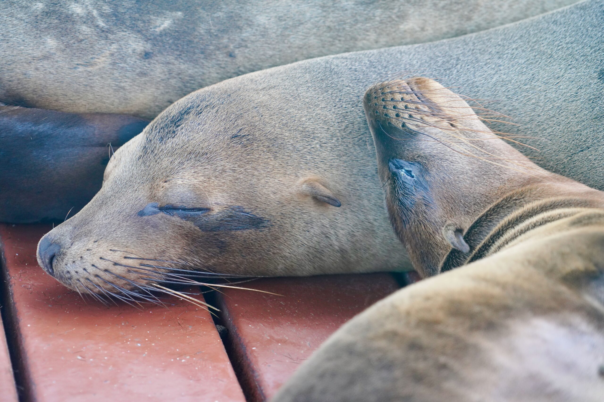 Isabela Island, Galapagos