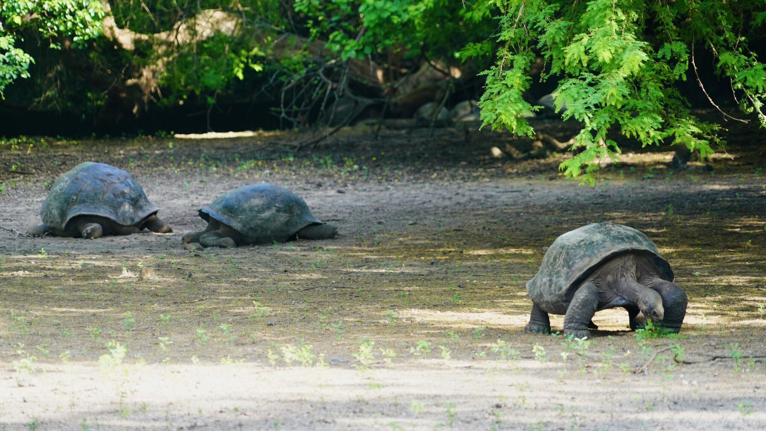 Isabela Island, Galapagos