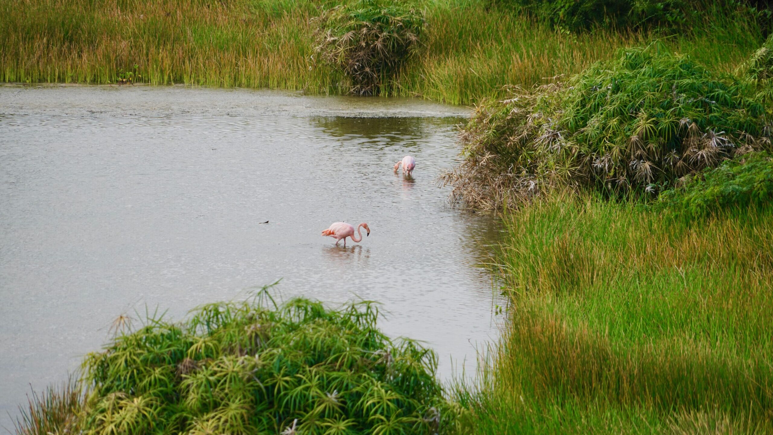 Isabela Island, Galapagos