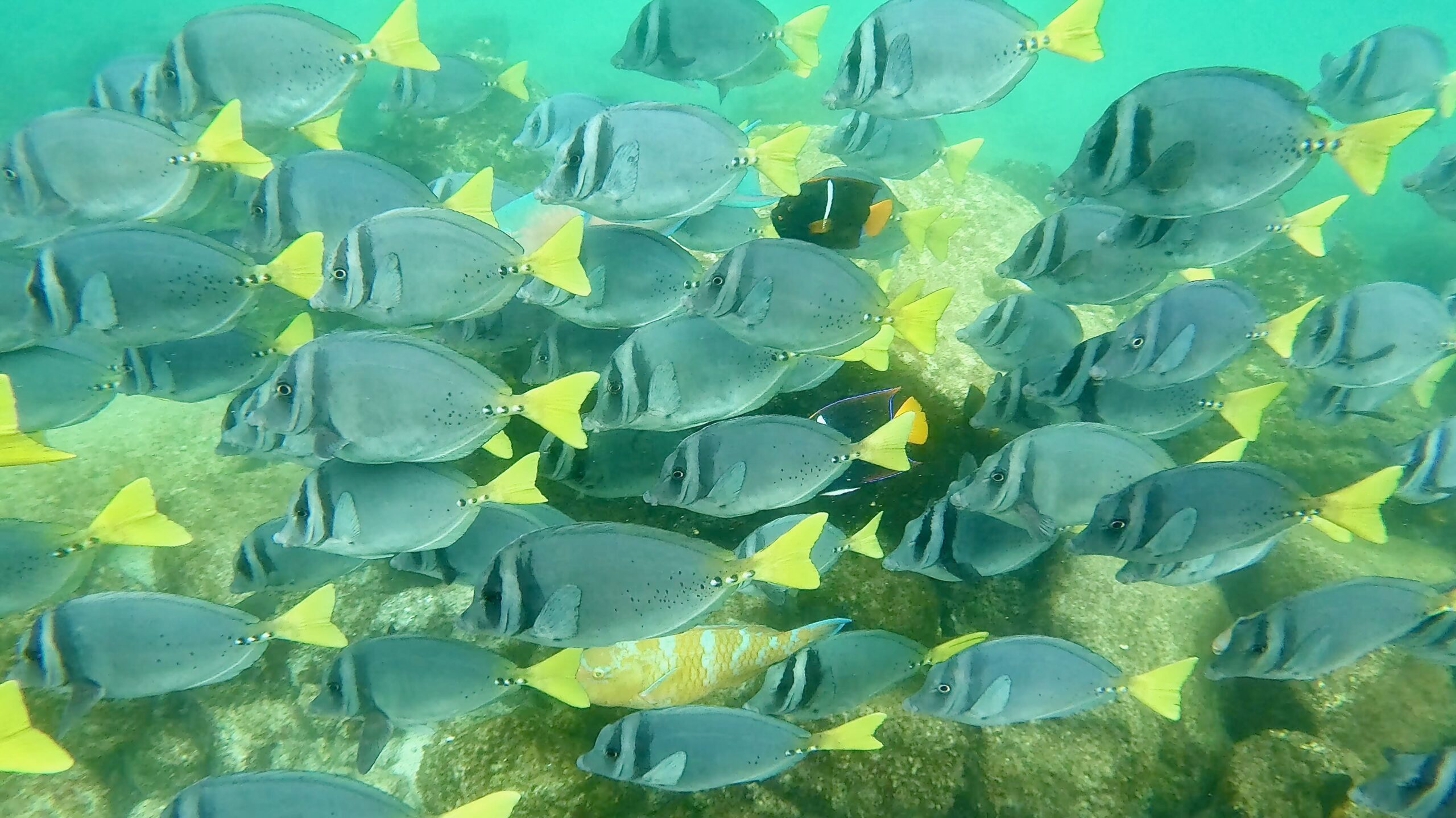 Santa Cruz. Galapagos