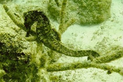 Isabela Island, Galapagos