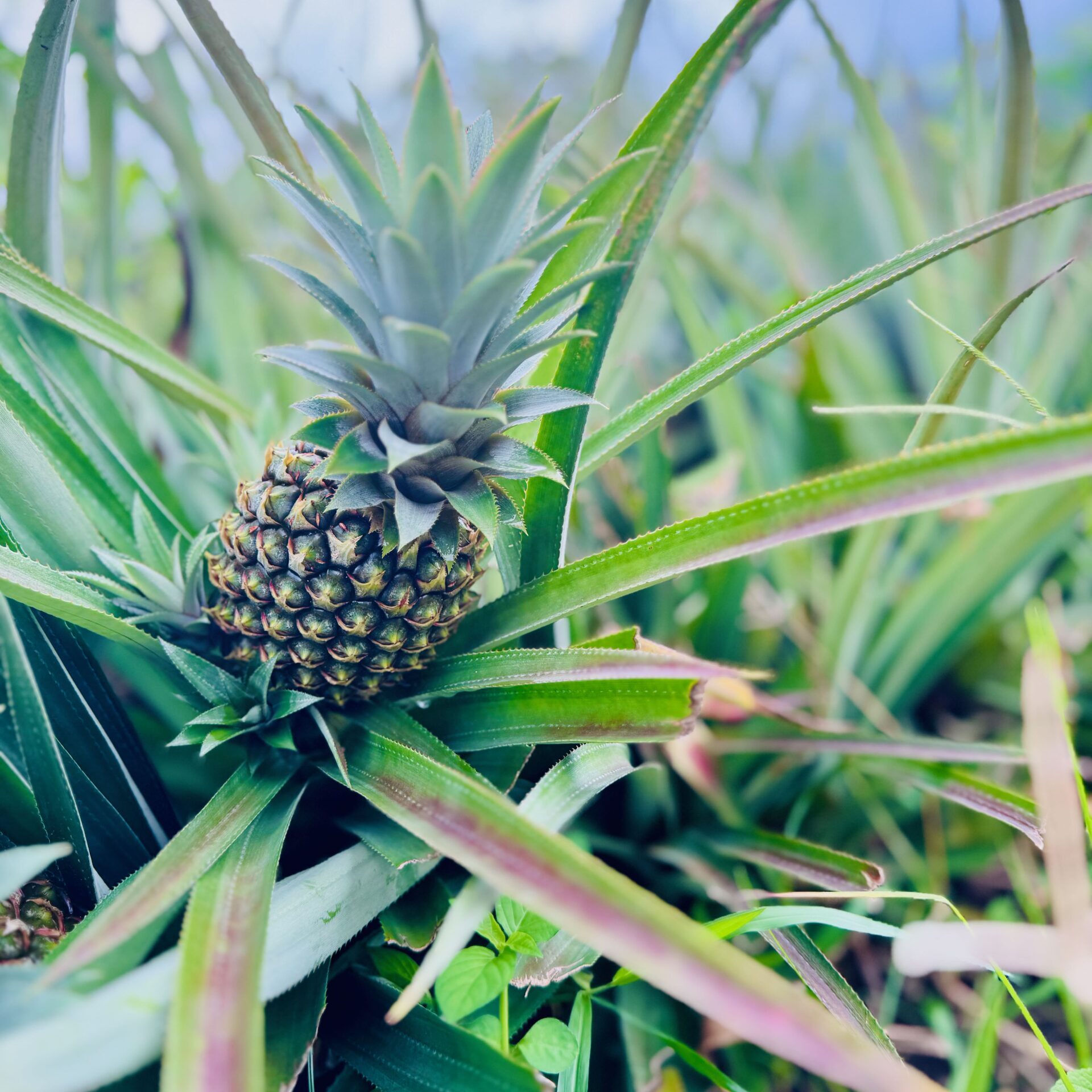 Pineapple Field, Mo'orea
