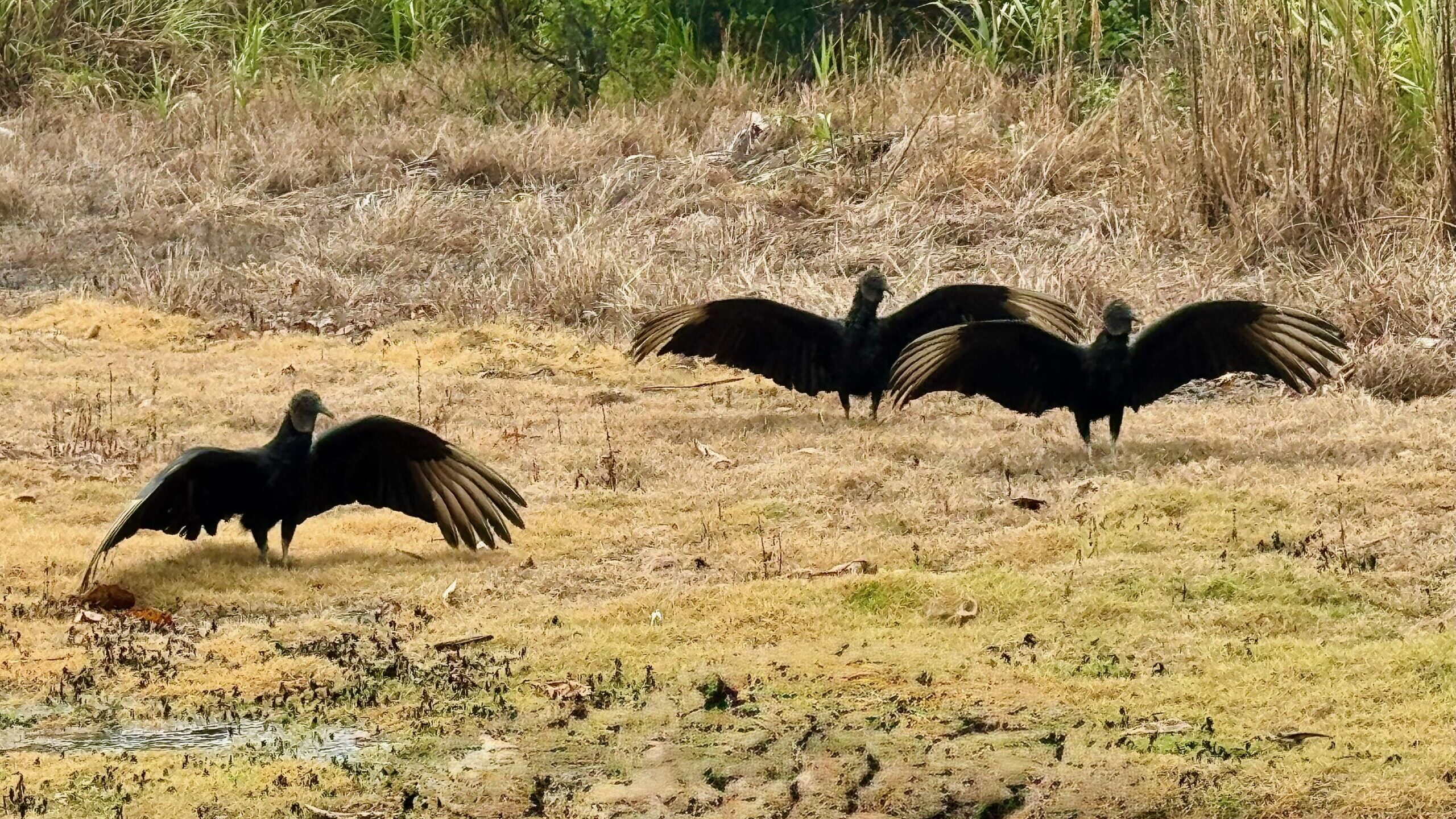 Vultures in San Lorenzo National Park, Colon, Panama