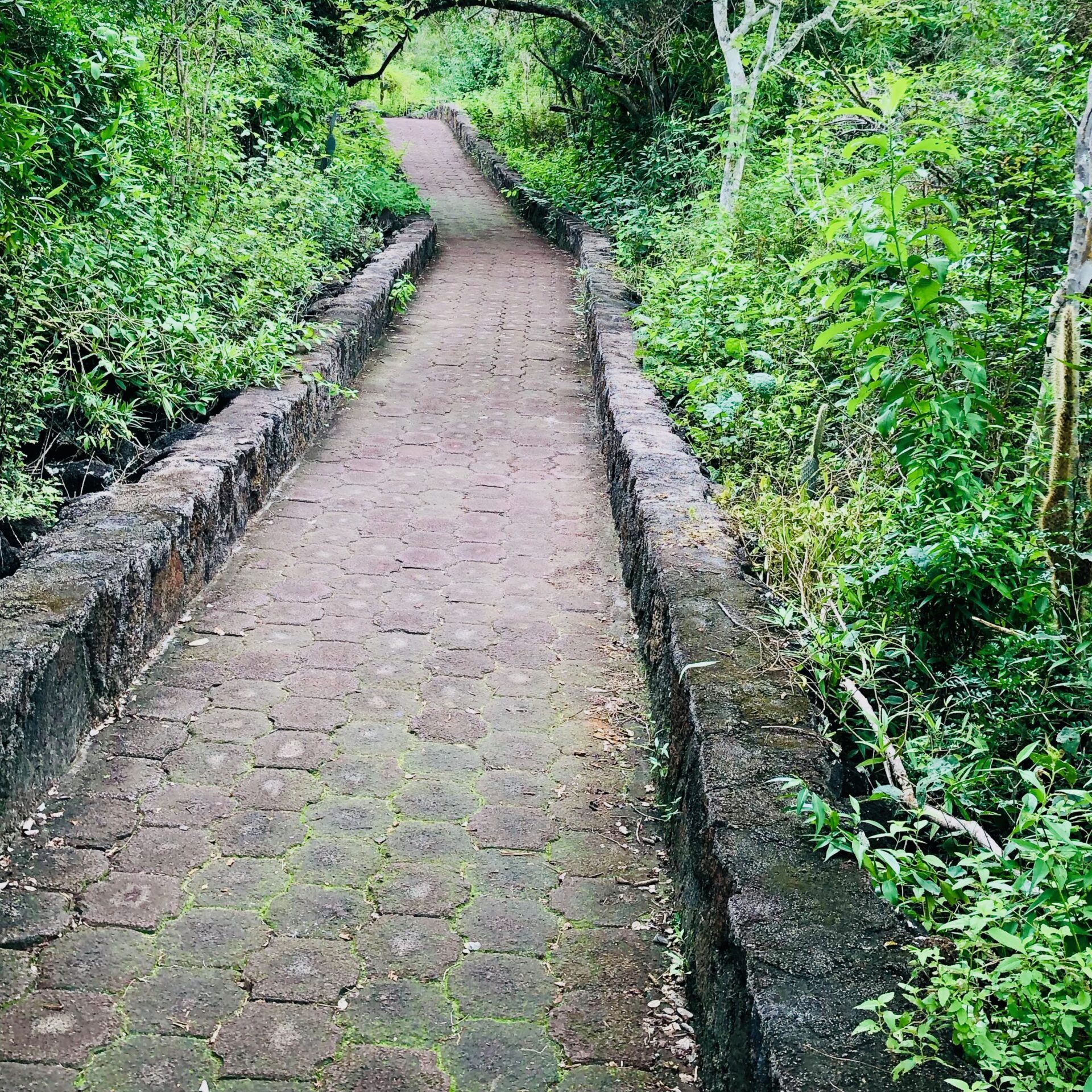 Santa Cruz. Galapagos