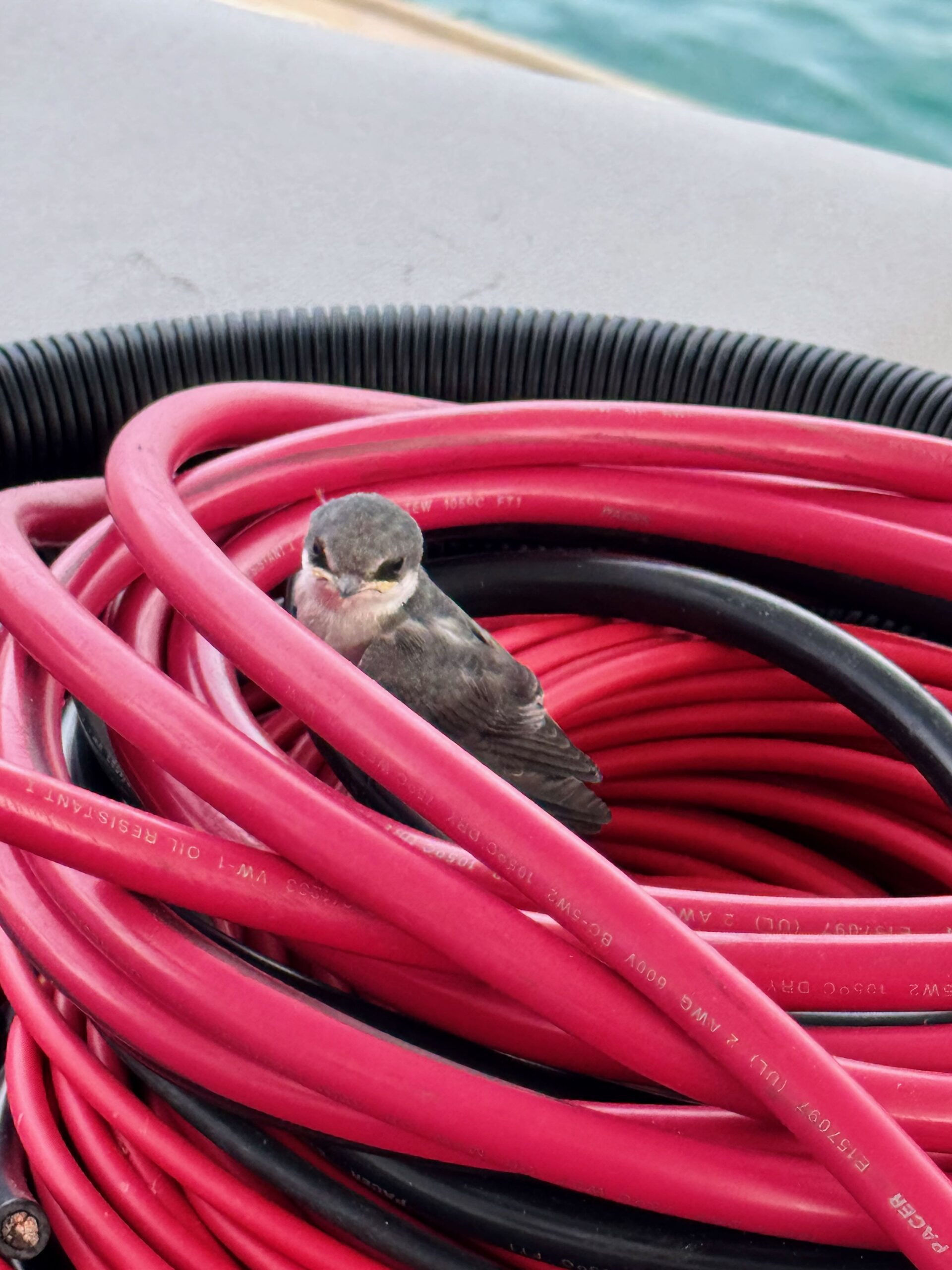 Pacific Crossing—stowaway