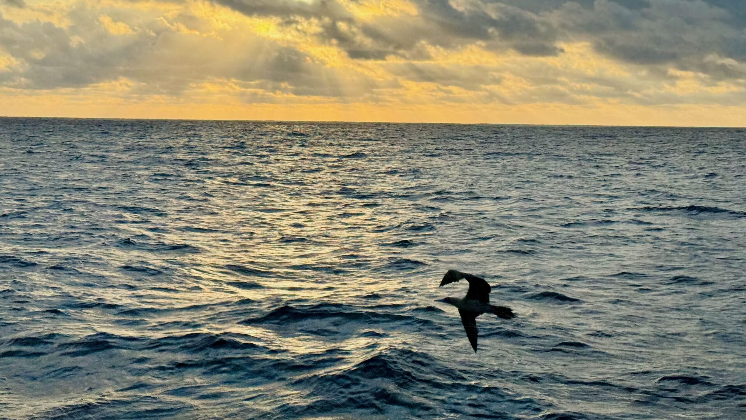 Pacific Crossing—stowaway