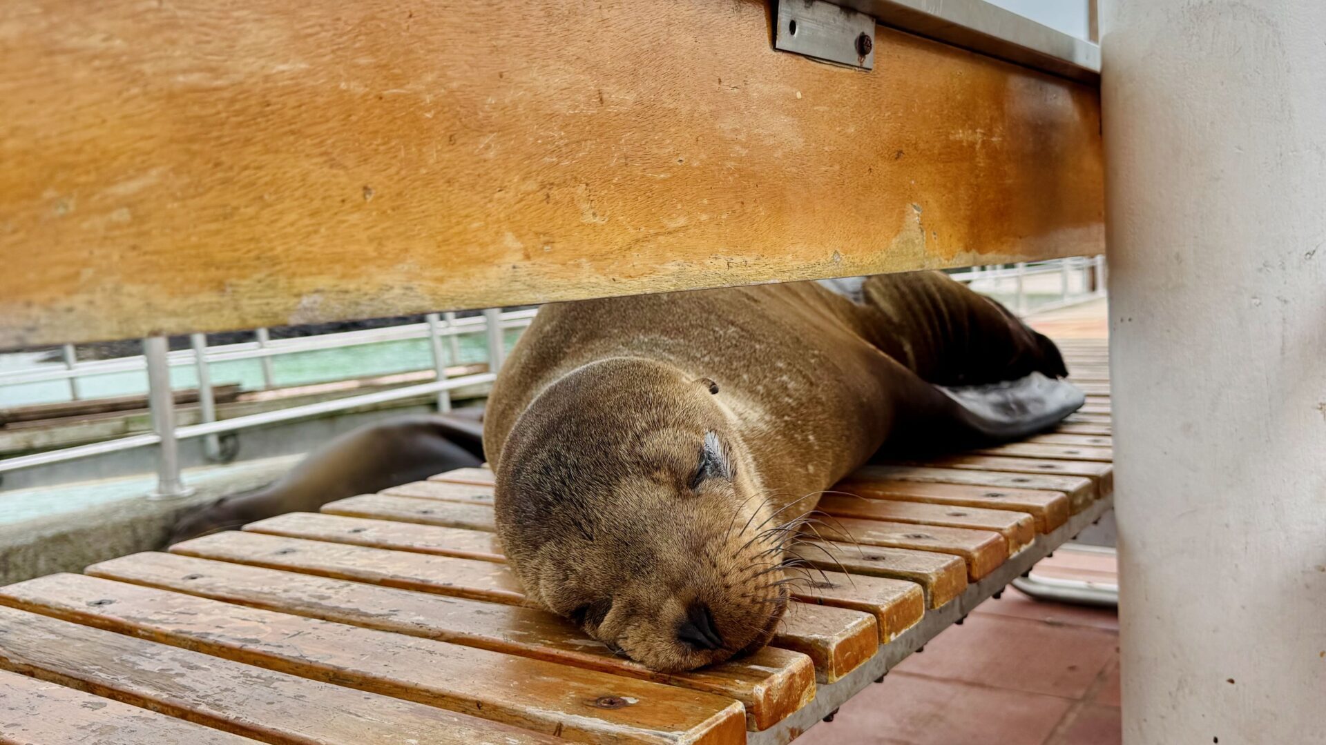 Santa Cruz. Galapagos