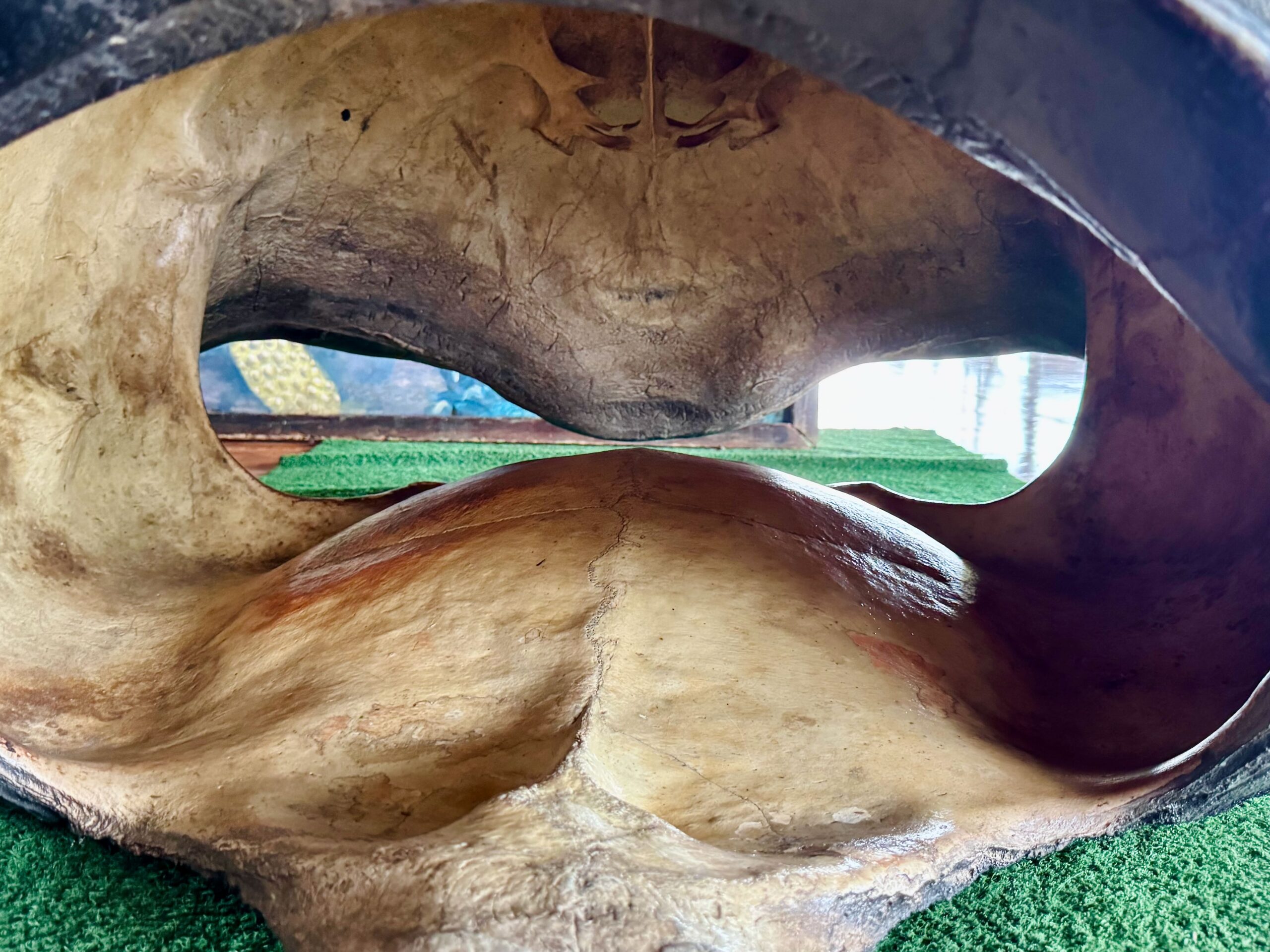 Santa Cruz. Galapagos