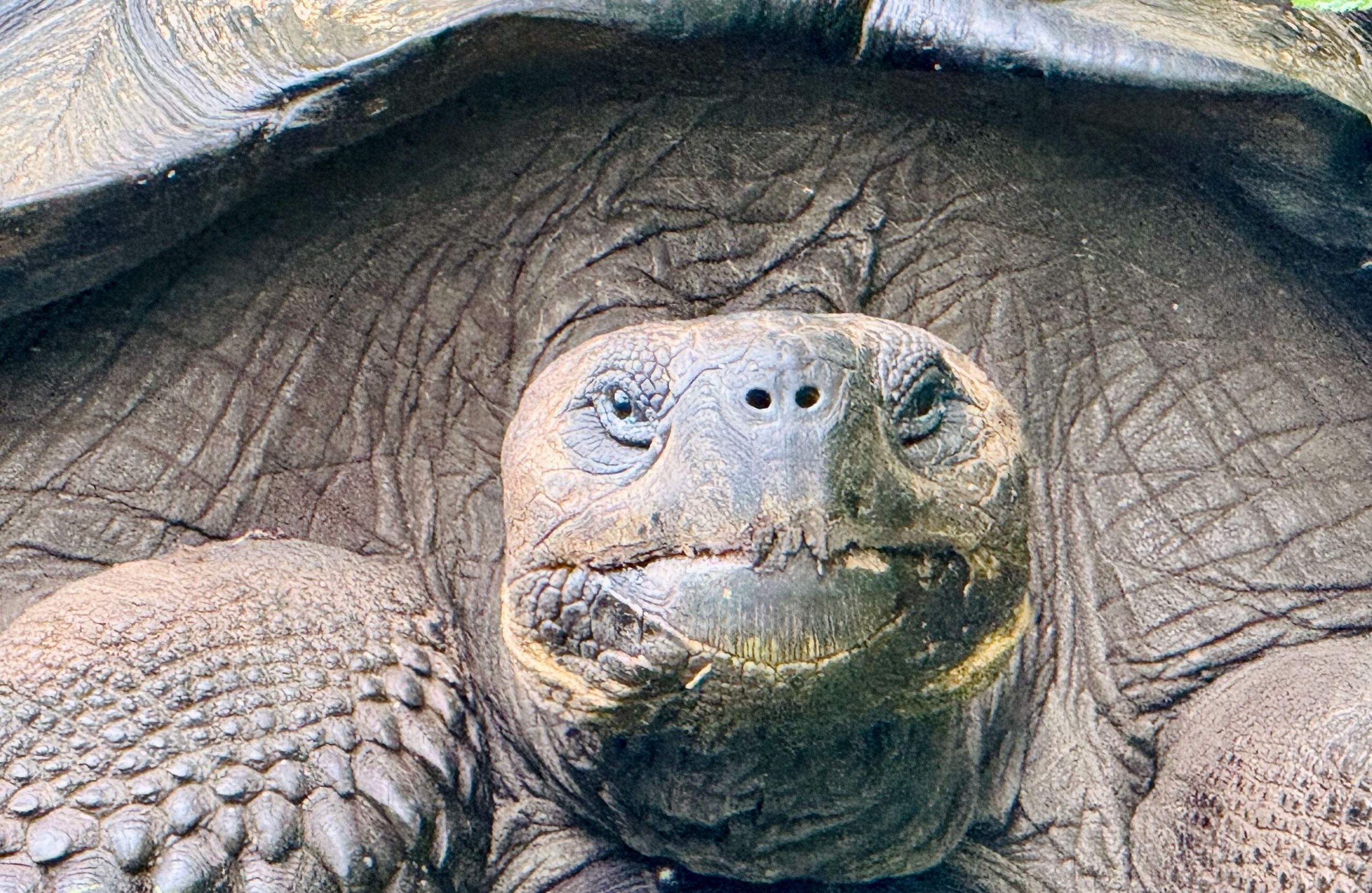 Santa Cruz. Galapagos