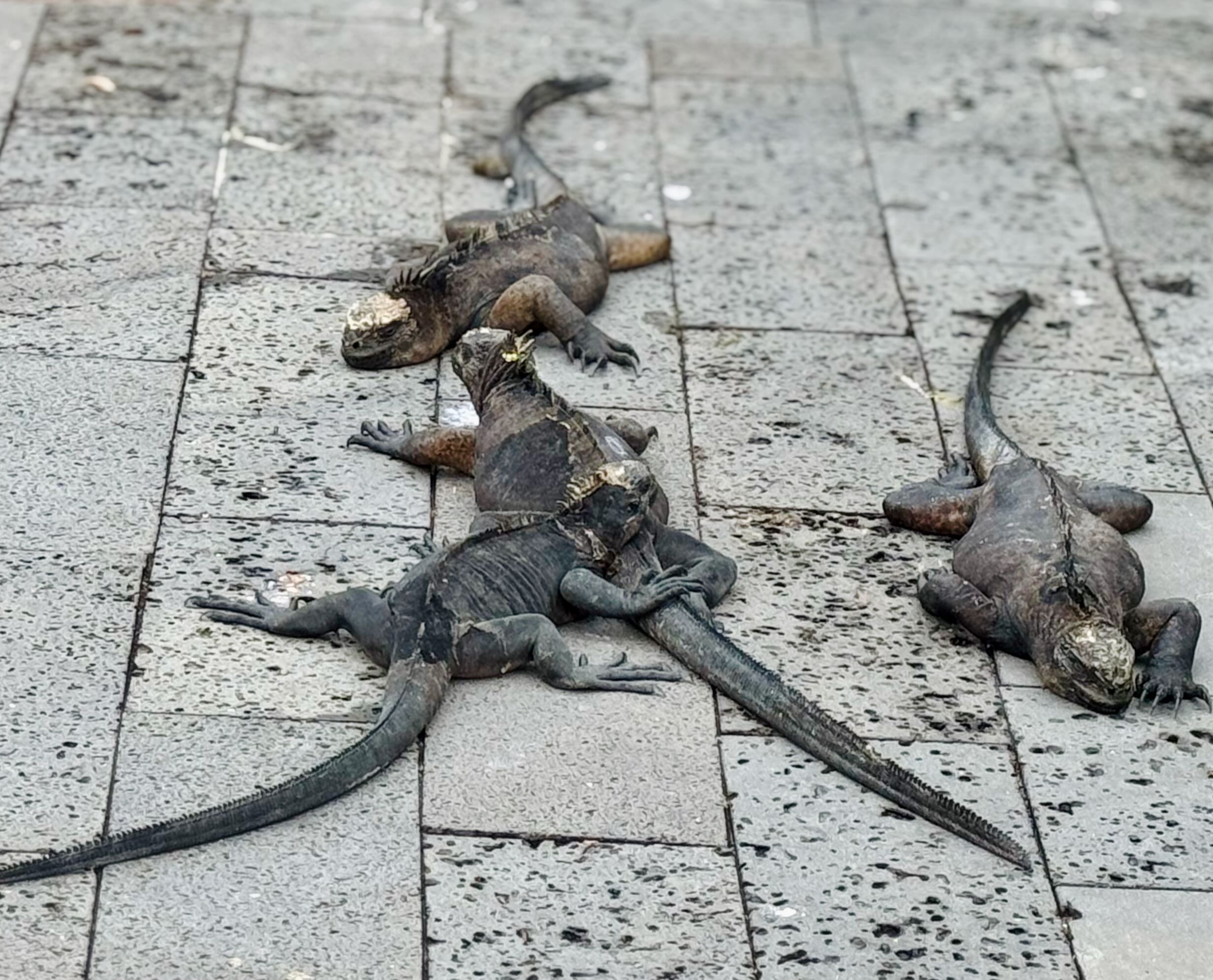 Santa Cruz. Galapagos