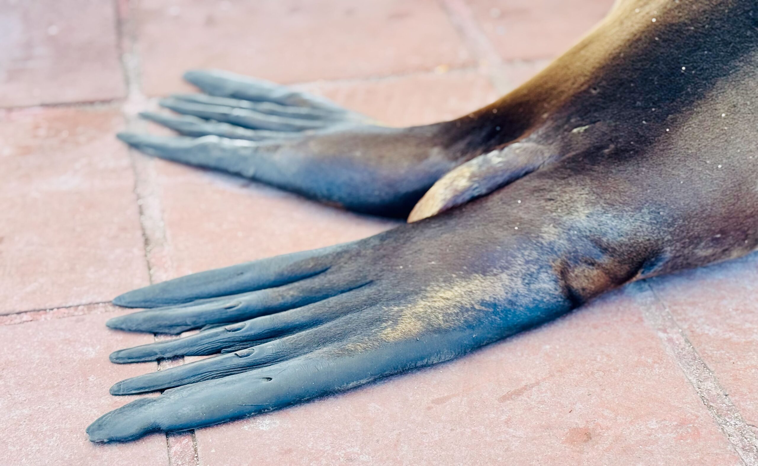 Santa Cruz. Galapagos