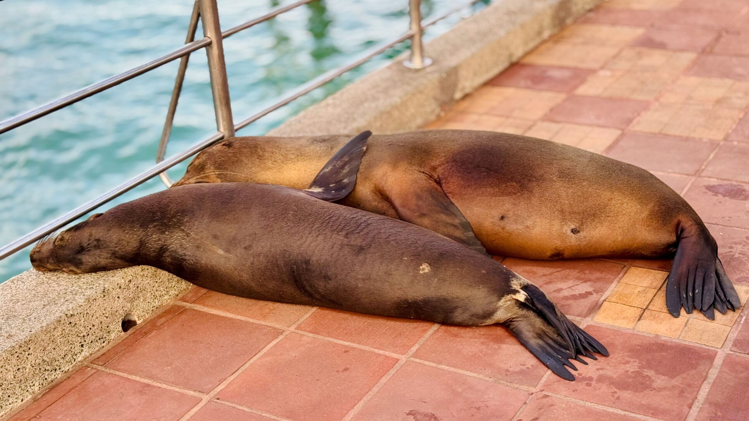 Santa Cruz. Galapagos