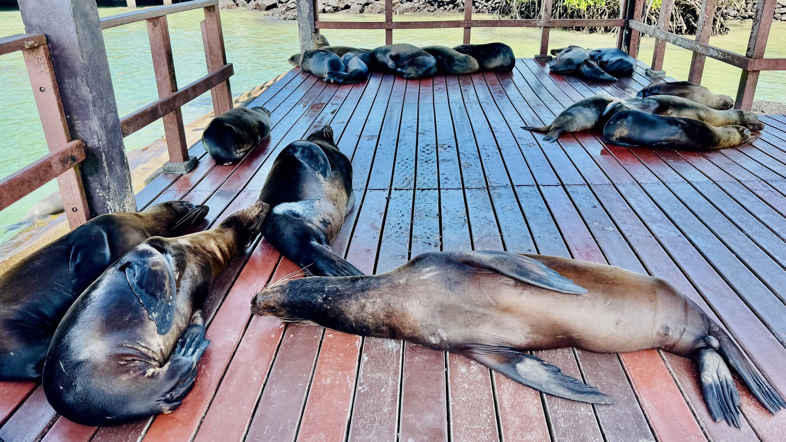 Isabela Island, Galapagos