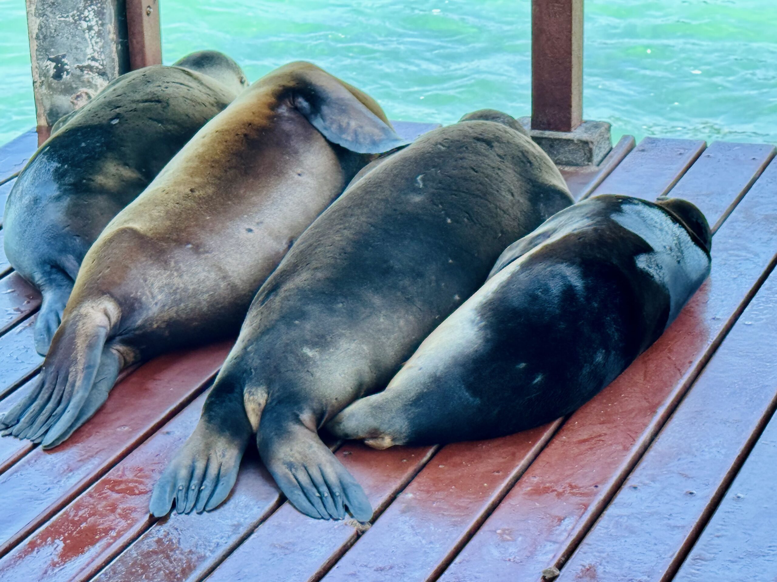 Isabela Island, Galapagos