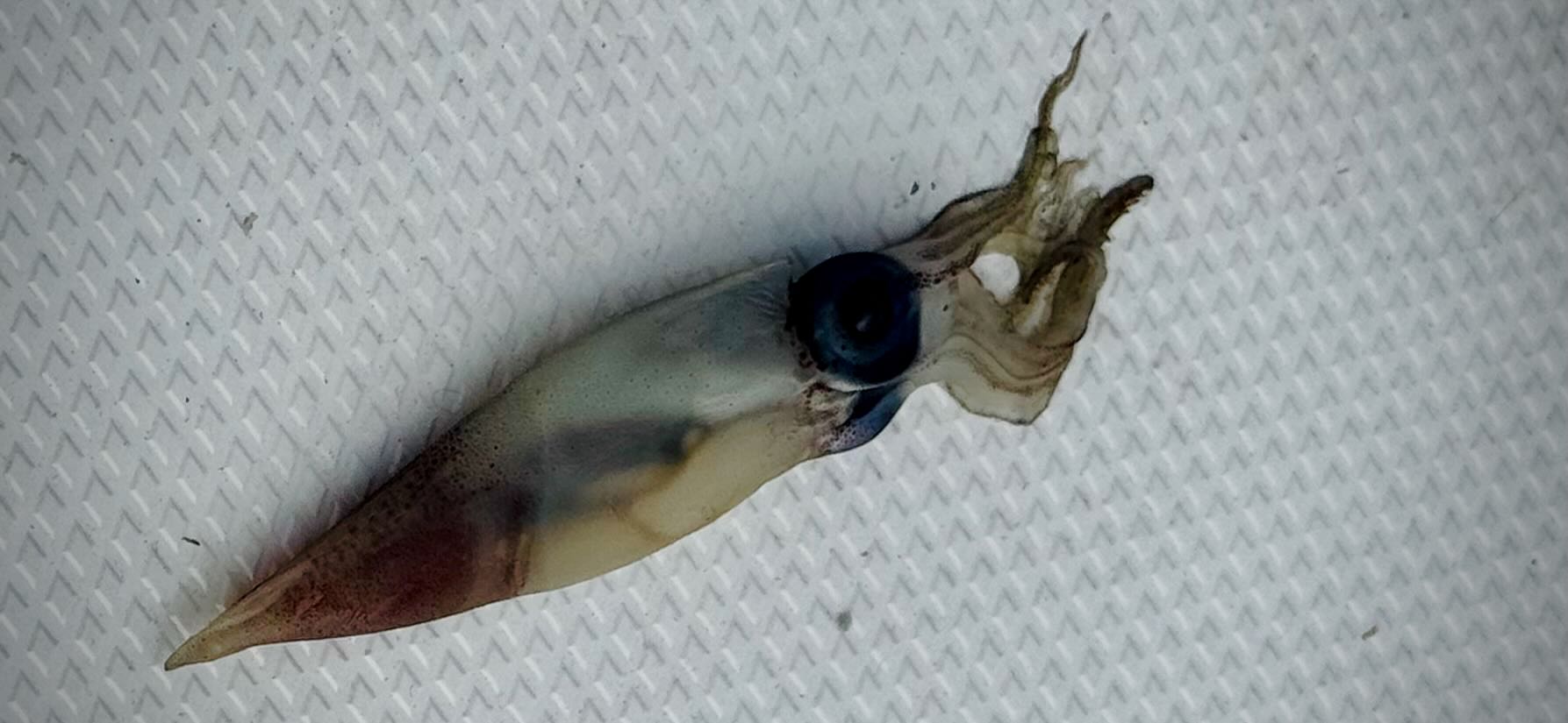 Pacific Crossing—stowaway