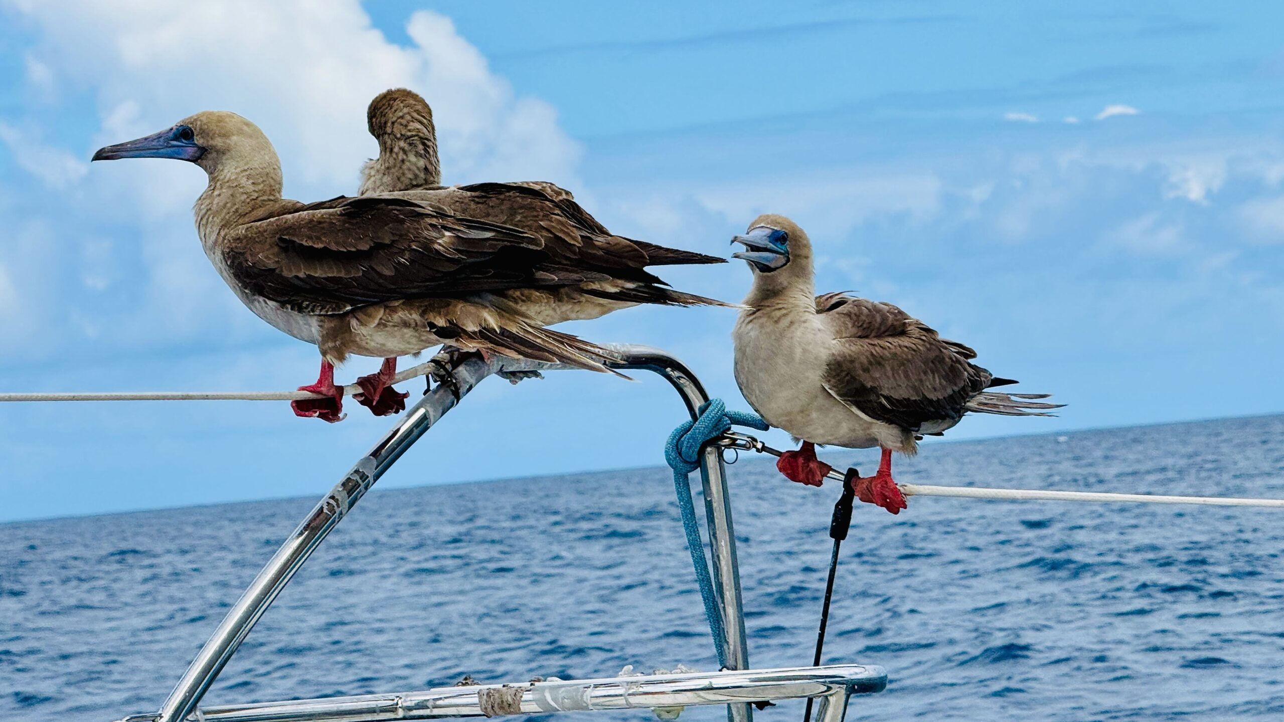 Pacific Crossing—stowaways