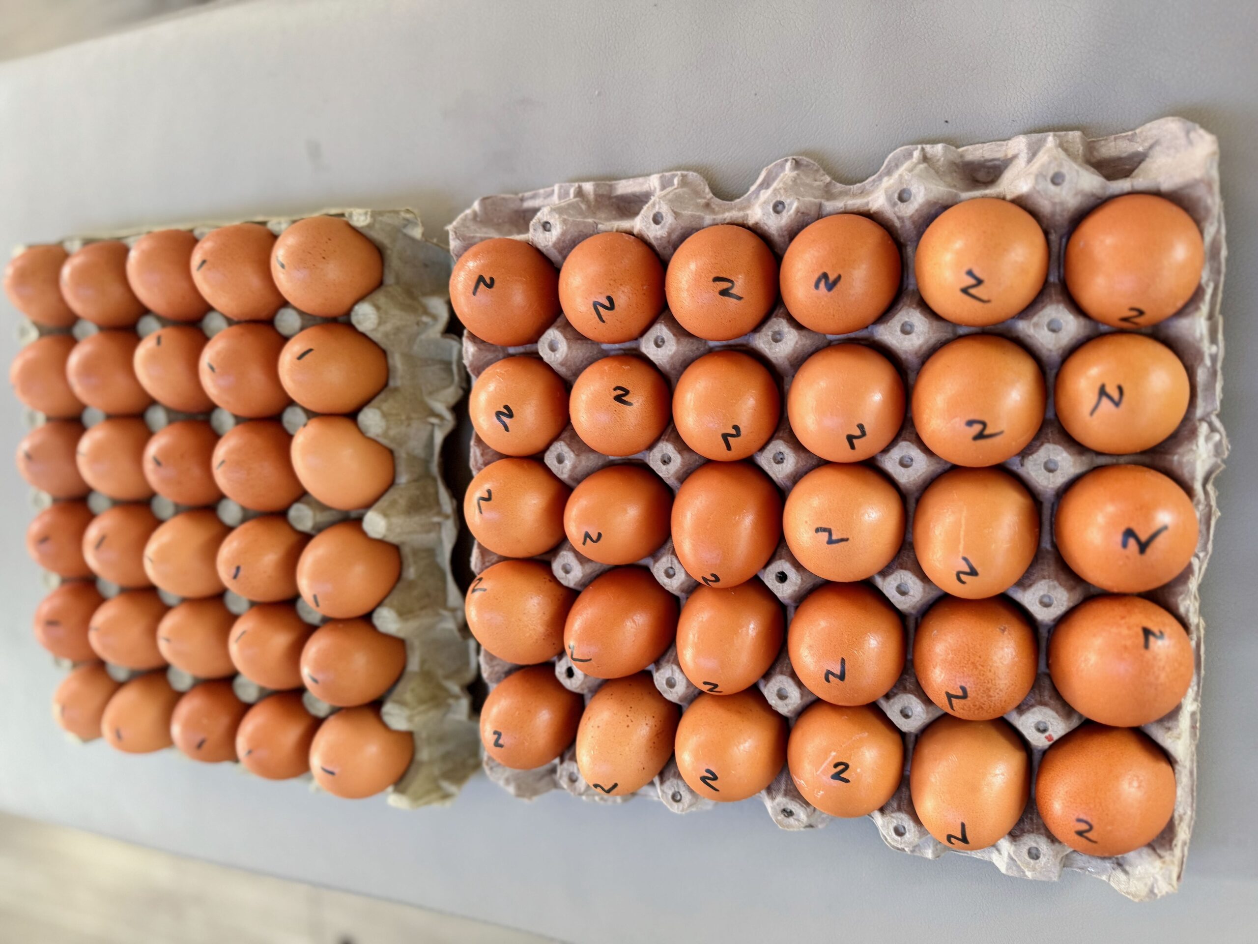 Pacific Crossing Provisioning