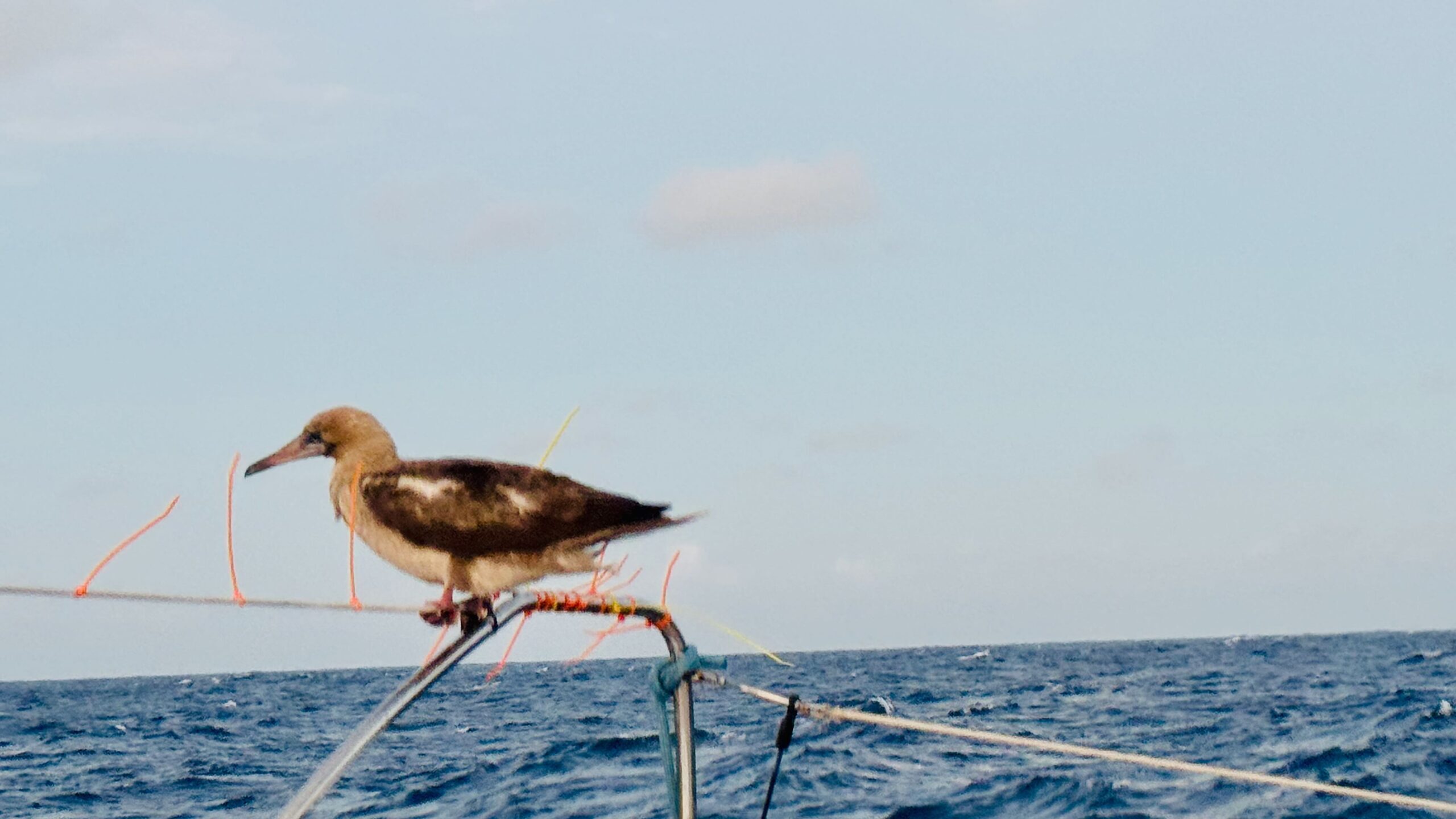 Pacific Crossing—stowaway
