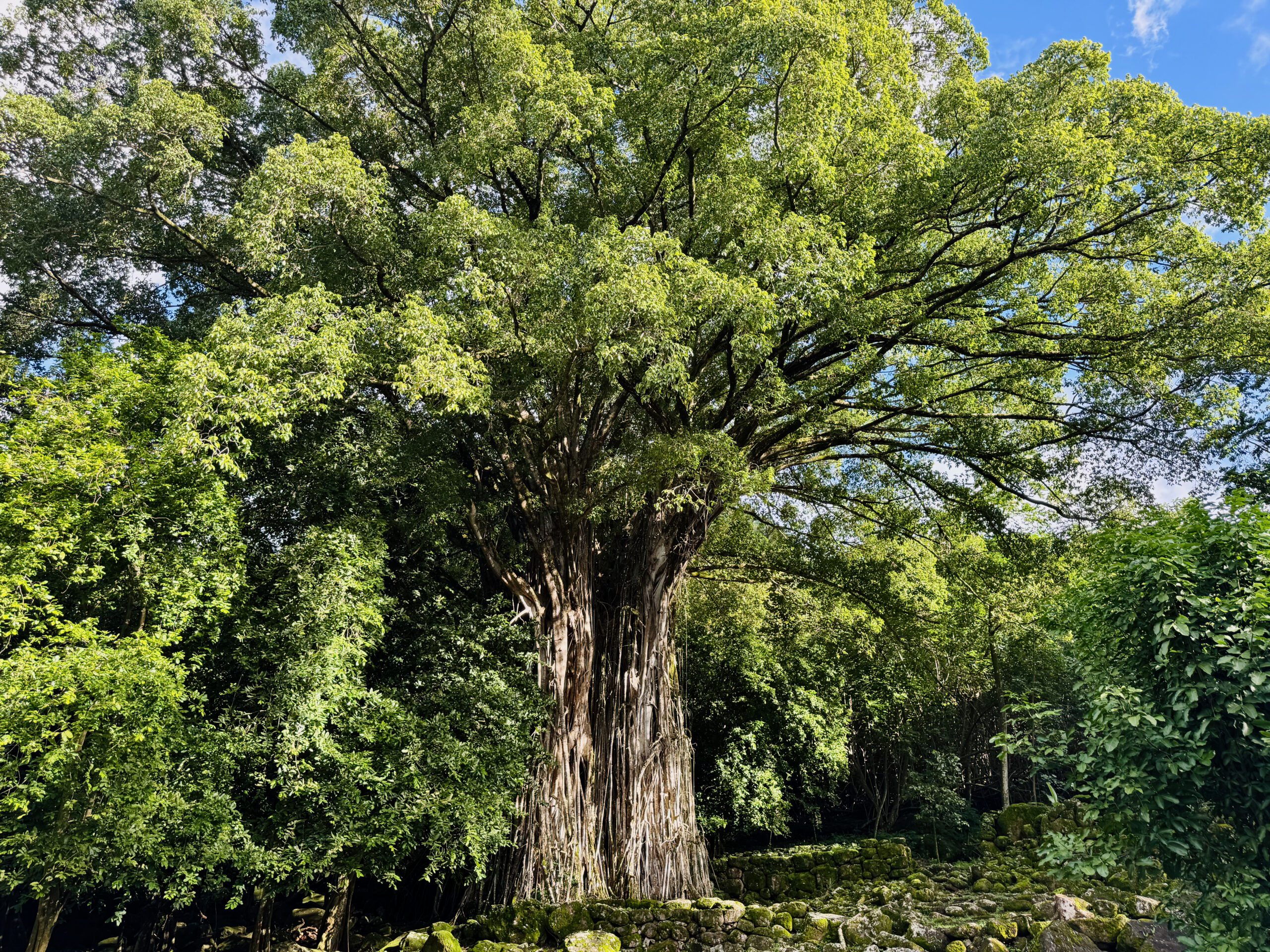 Hatiheu Valley, Nuku Hiva