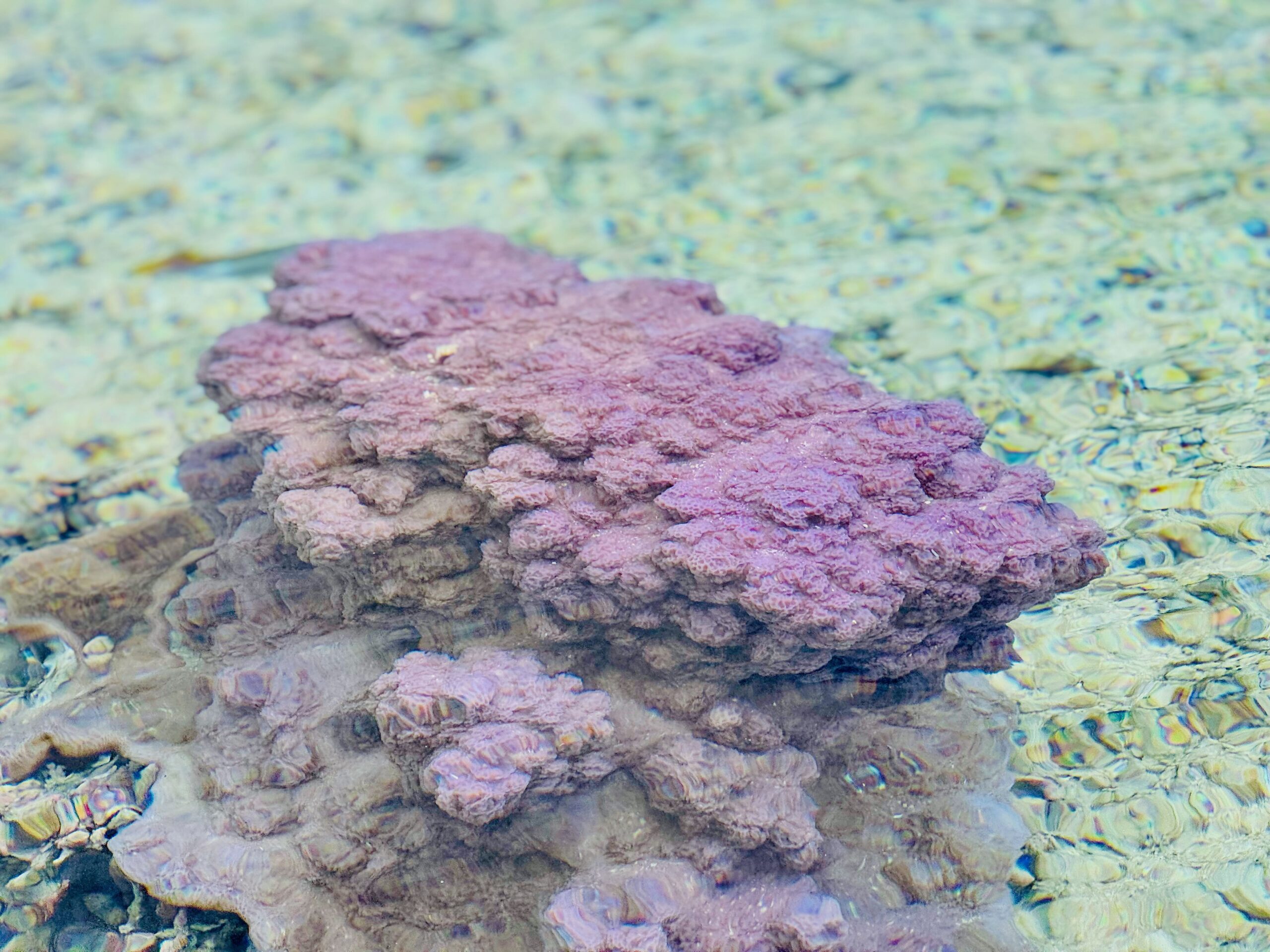 Raroia coral