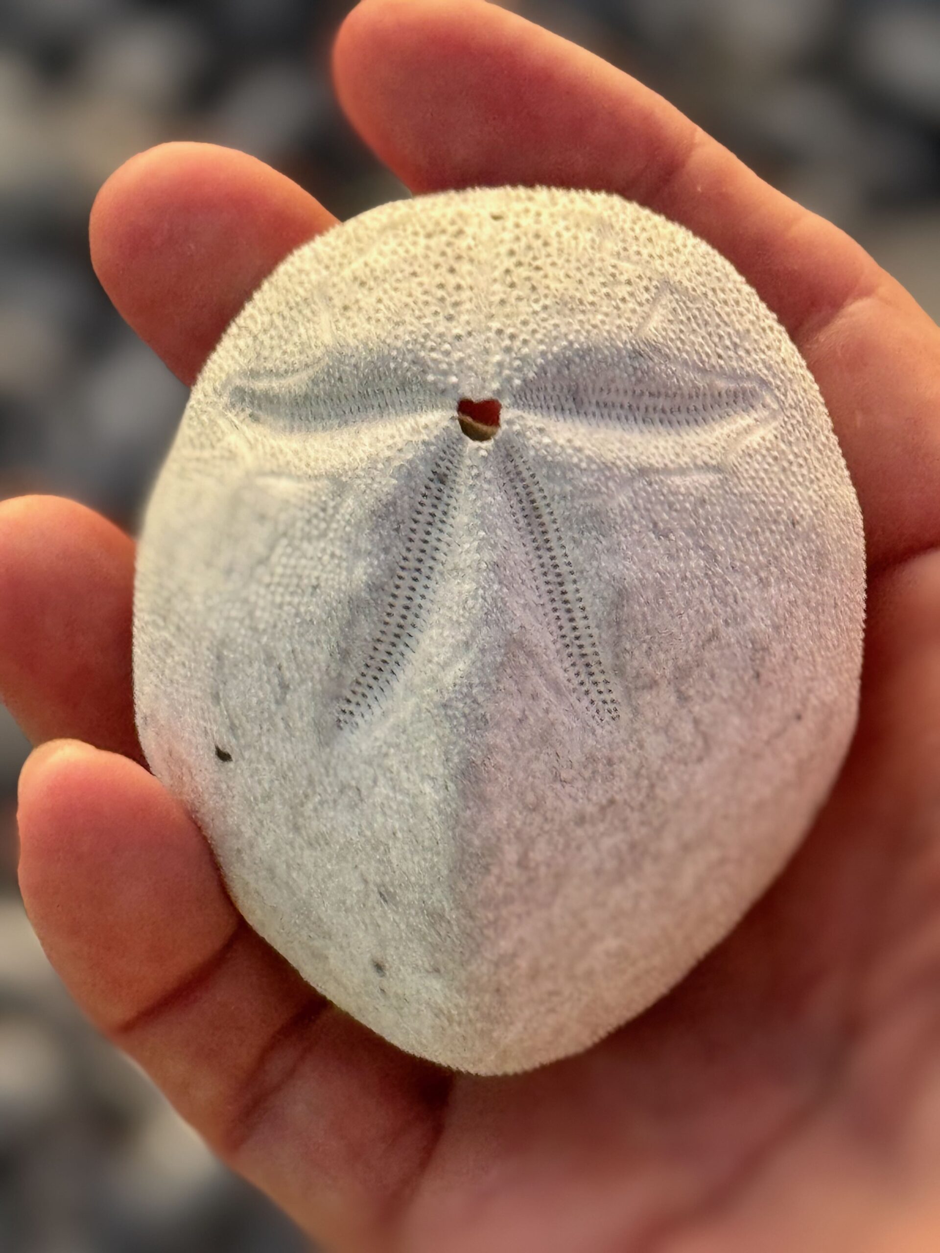 Raroia sand dollar