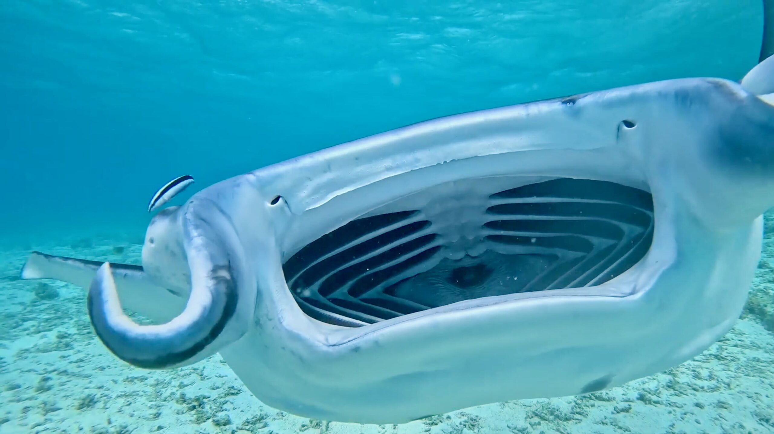 Tikehau manta ray cleaning station