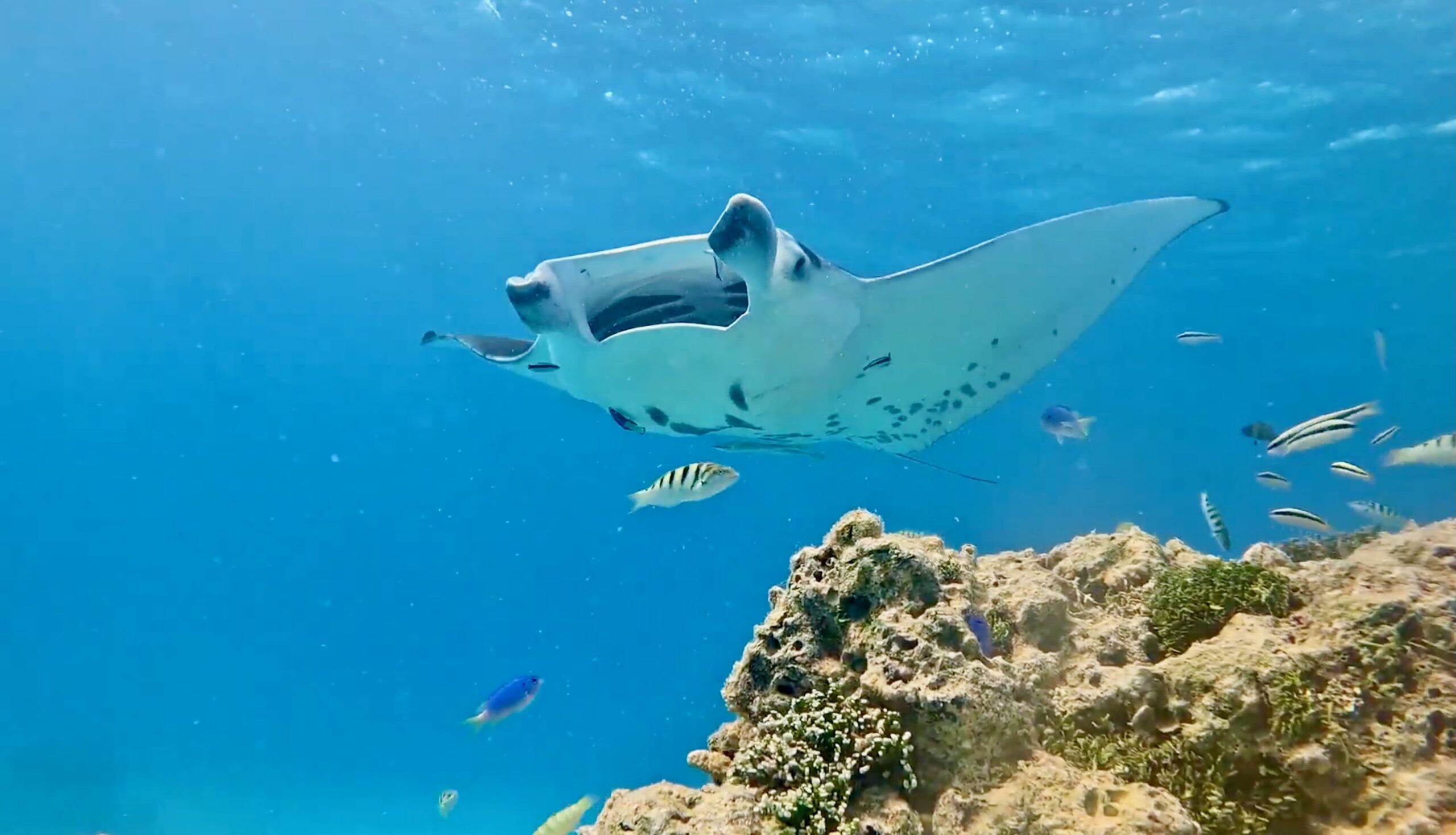 Tikehau manta ray cleaning station