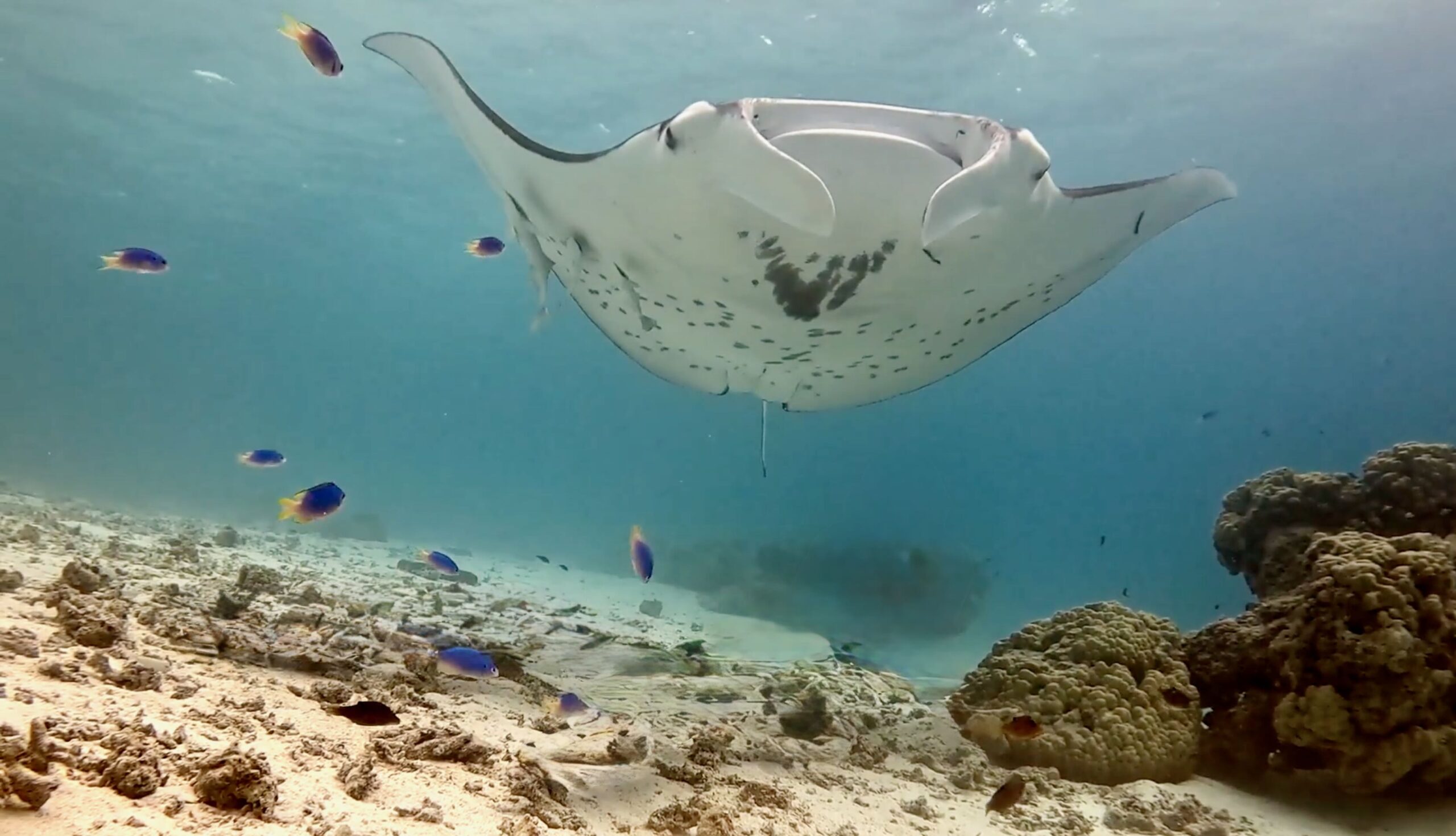 Tikehau manta ray cleaning station