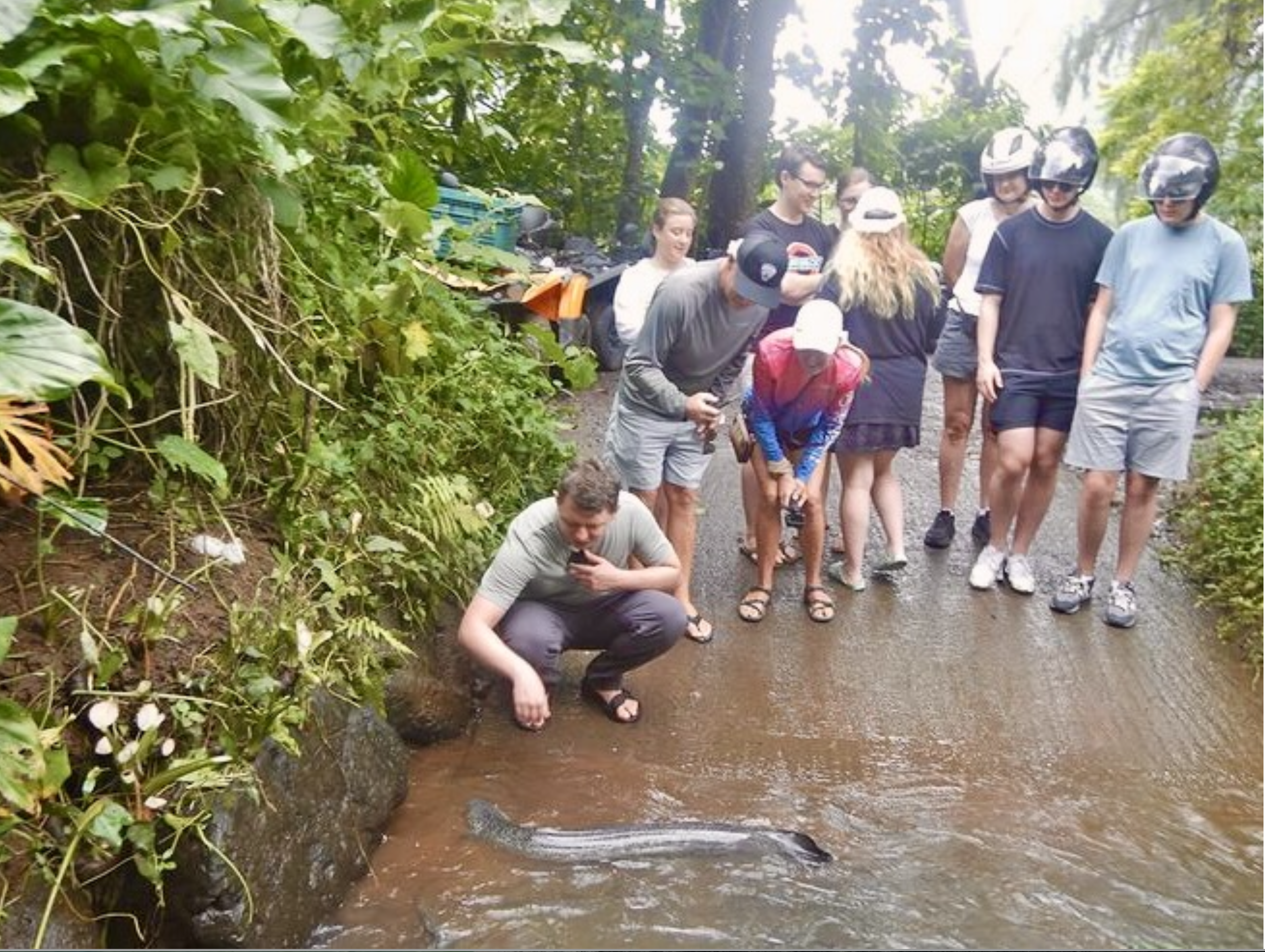 Blue-eyed eels, Mo'orea